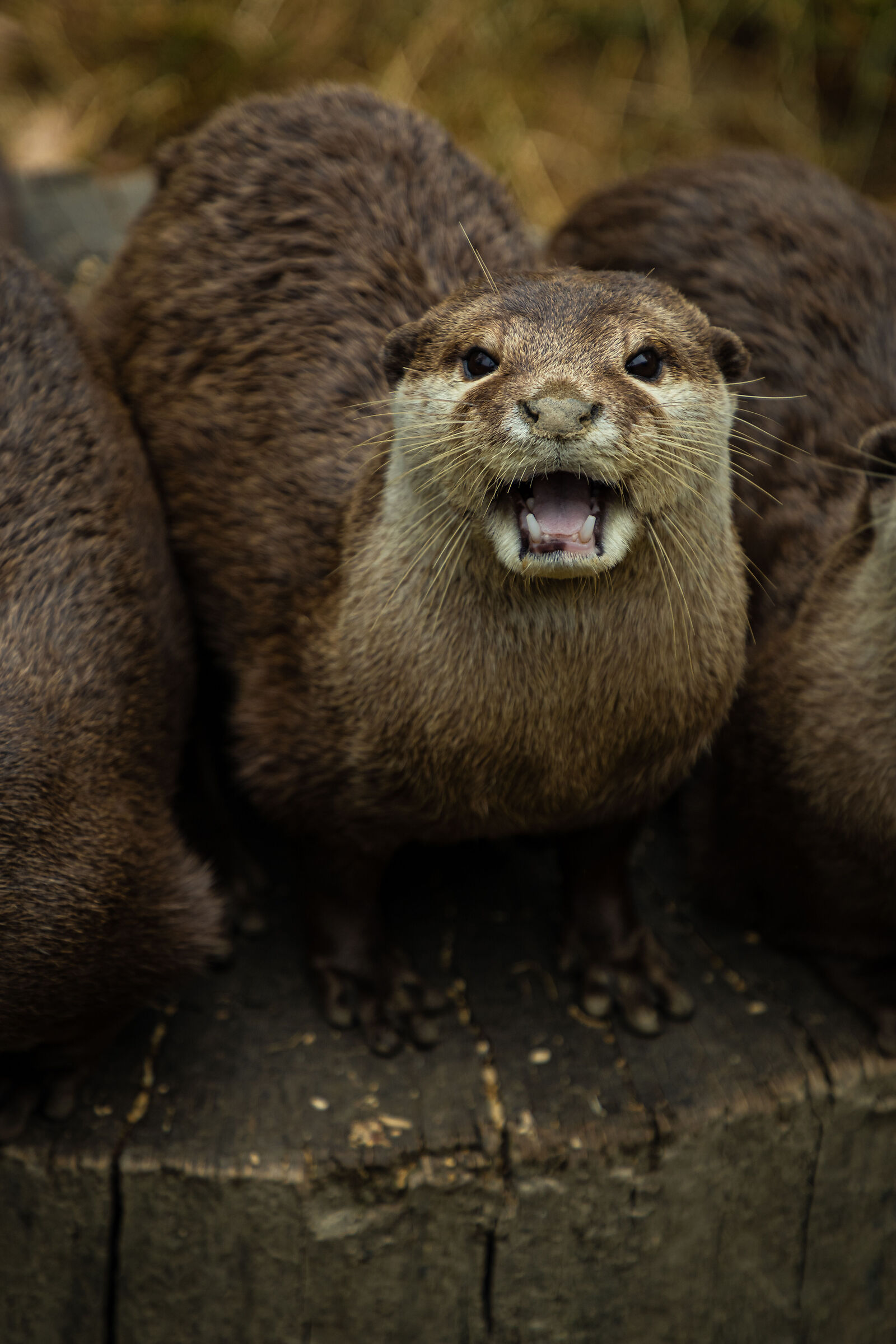 Otter in captivity