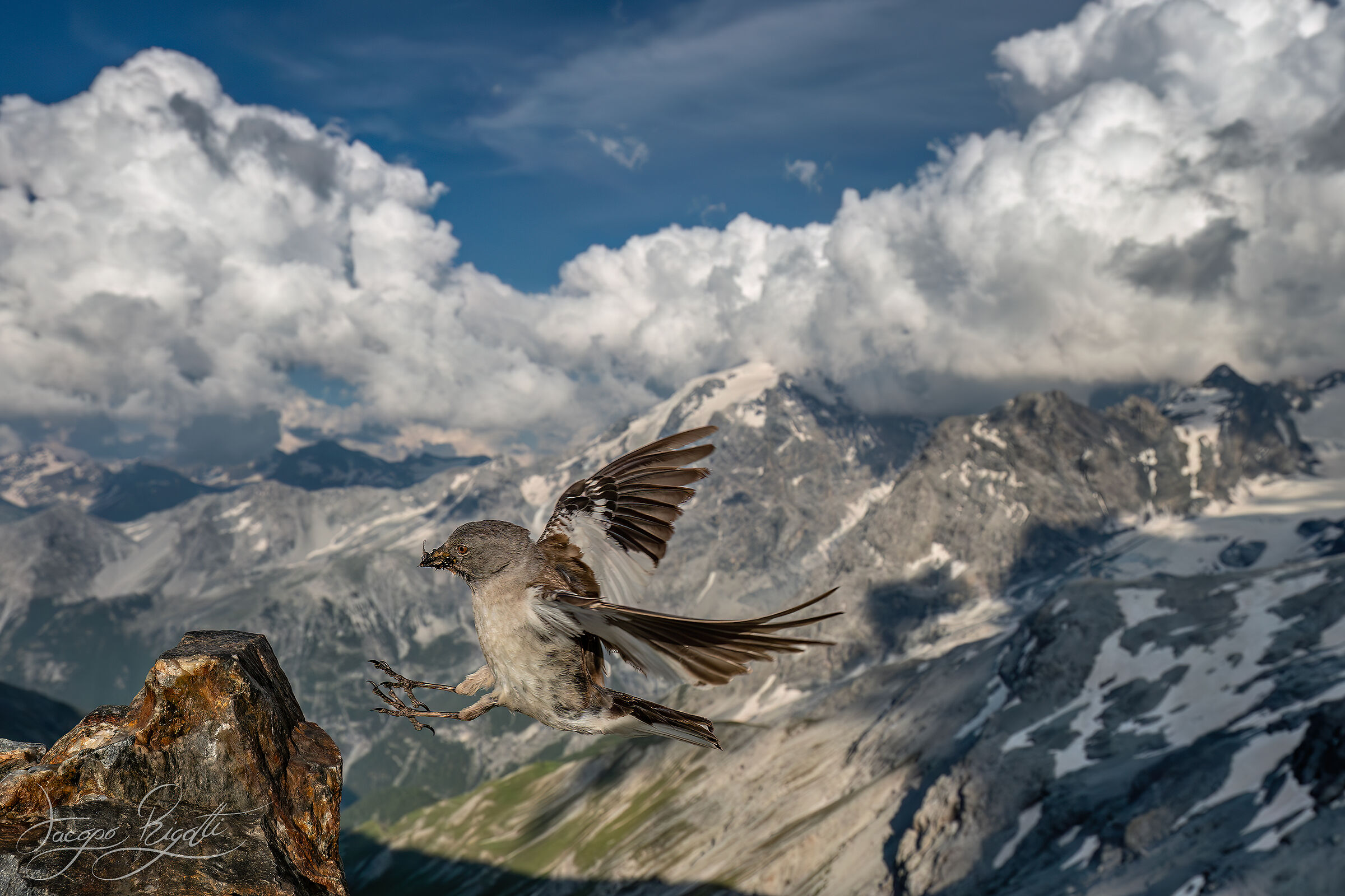 The arrival of the Alpine chaffinch