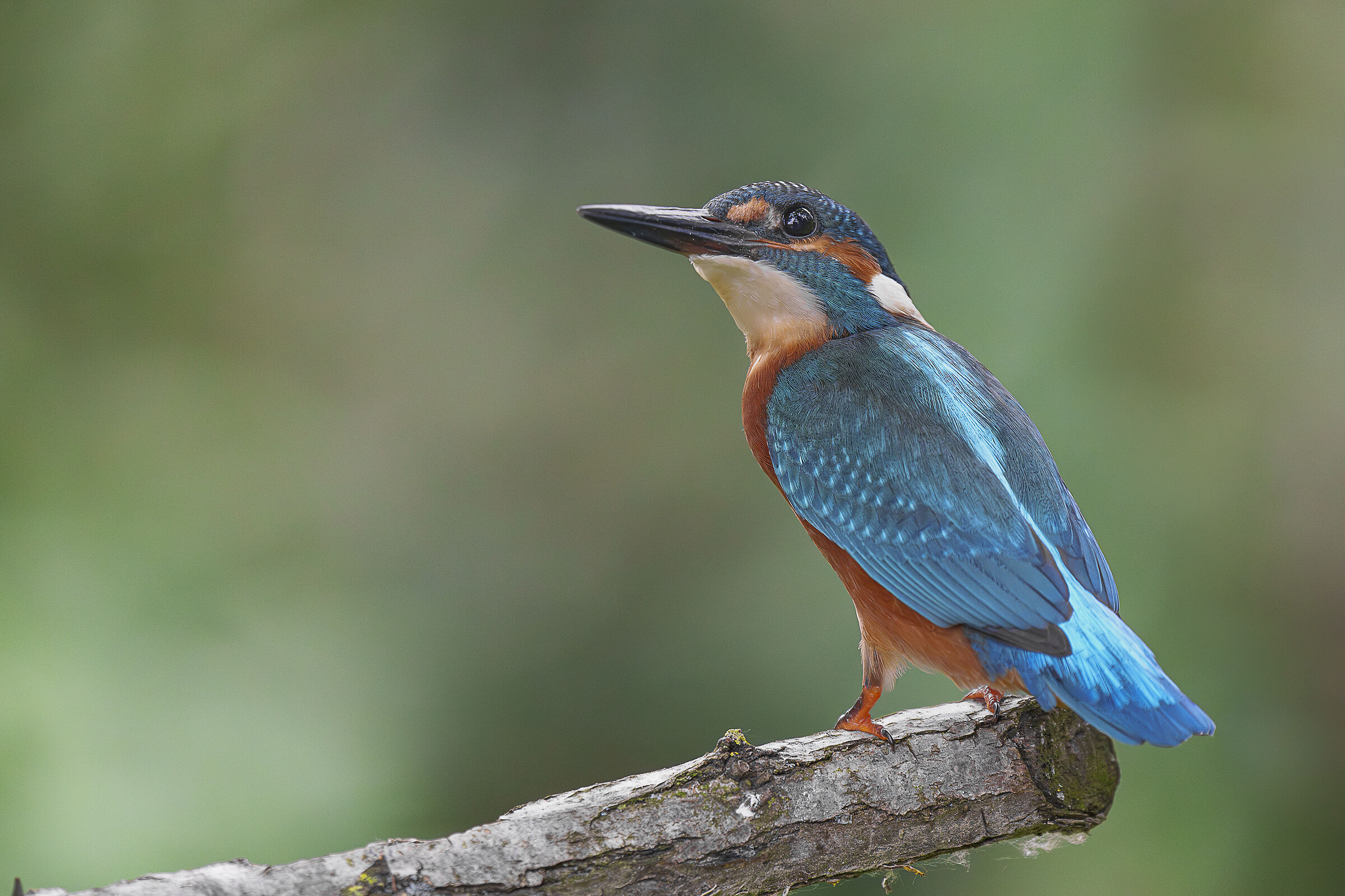 Kingfisher at my hut