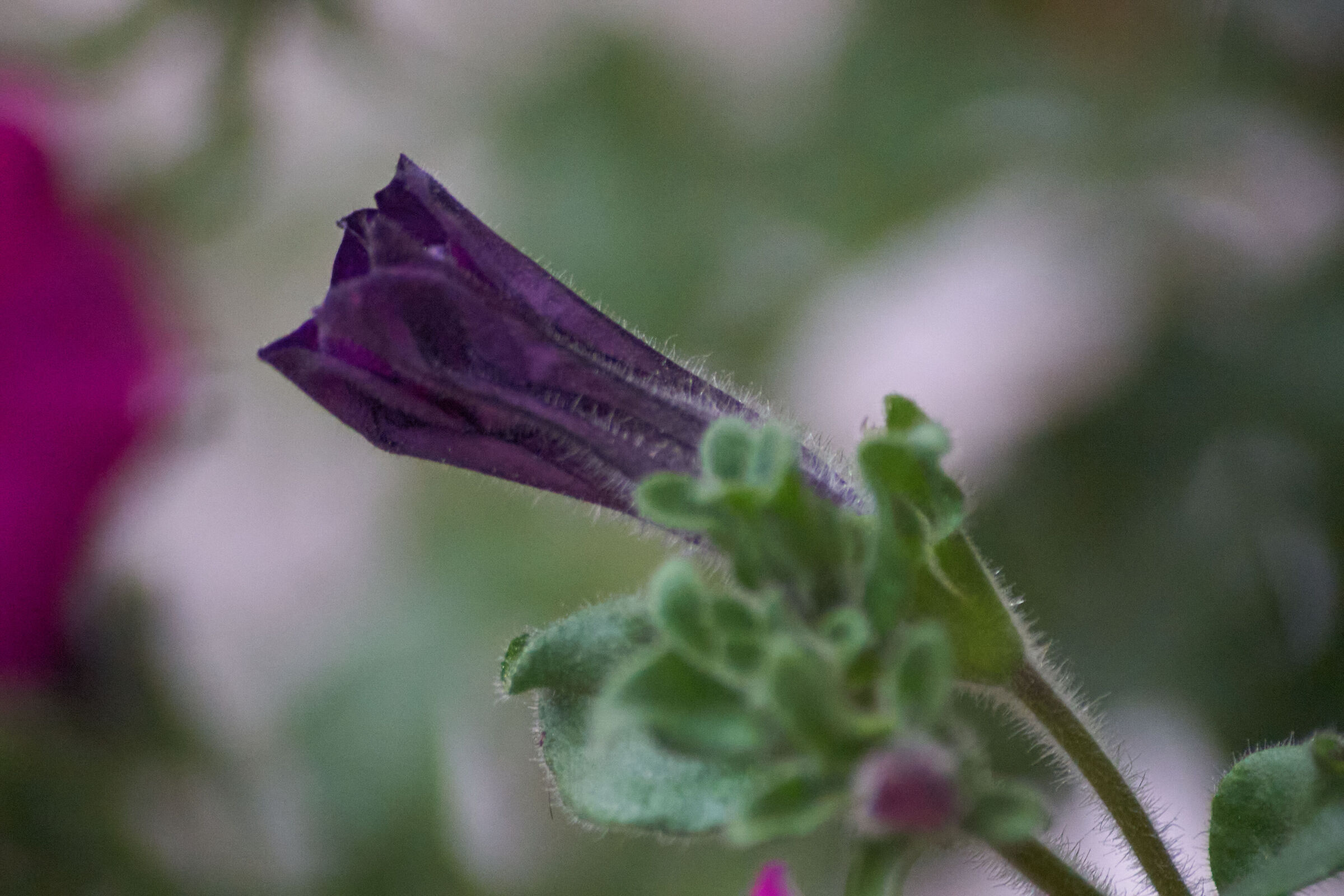 Purple Flower Macro 2
