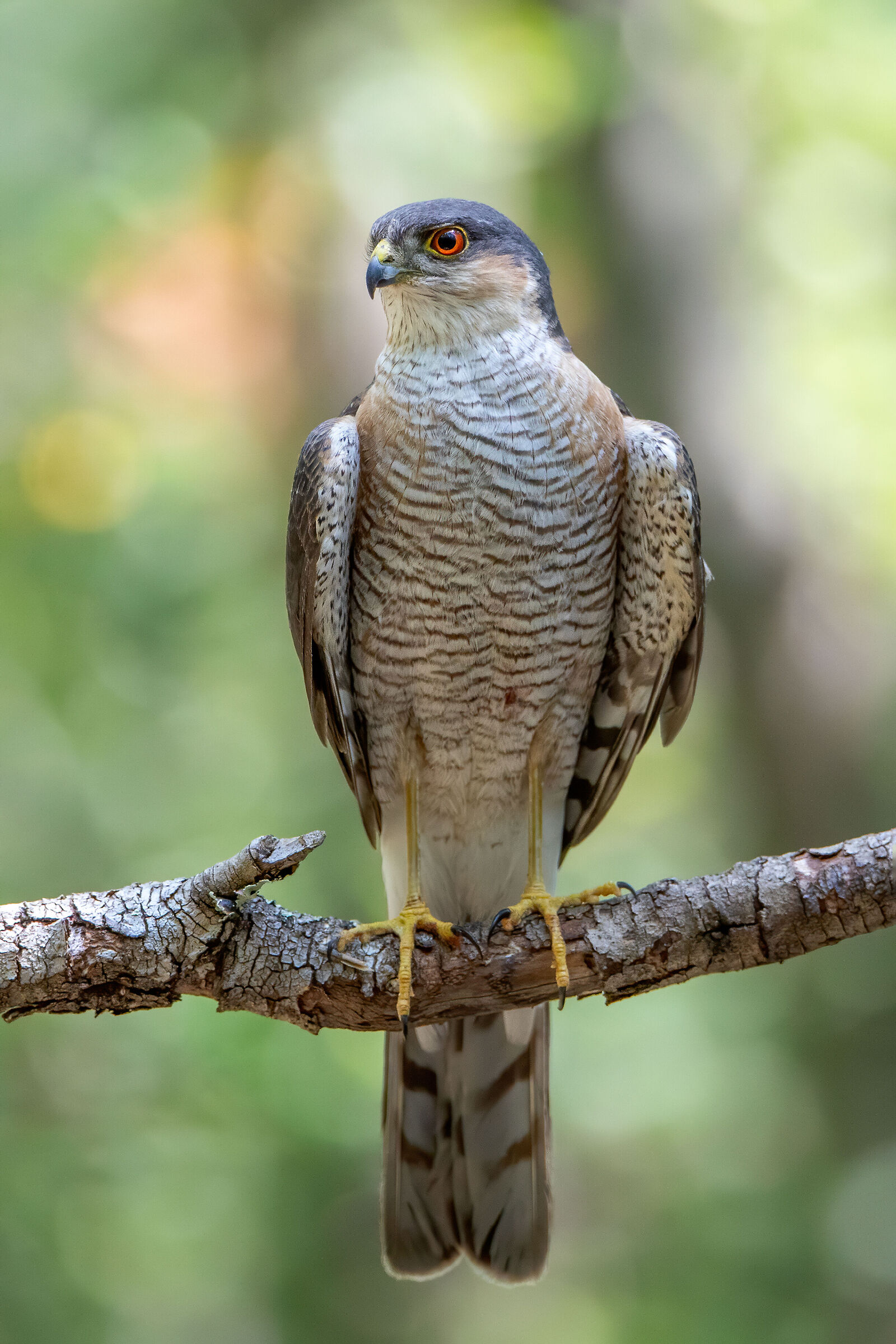 Male Sparrowhawk