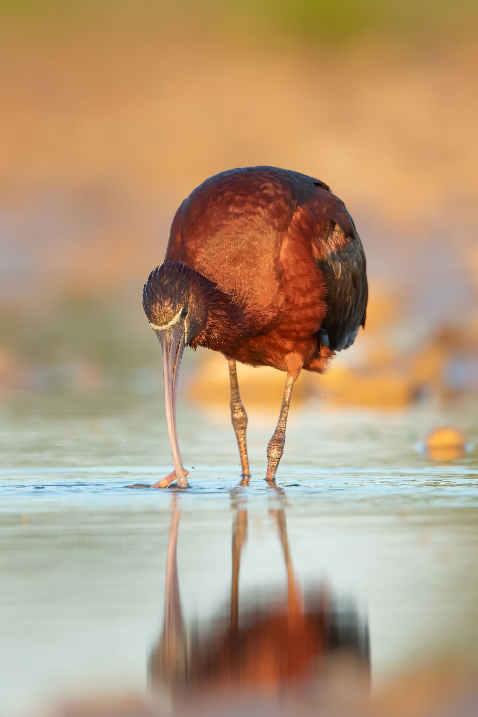Glossy ibis