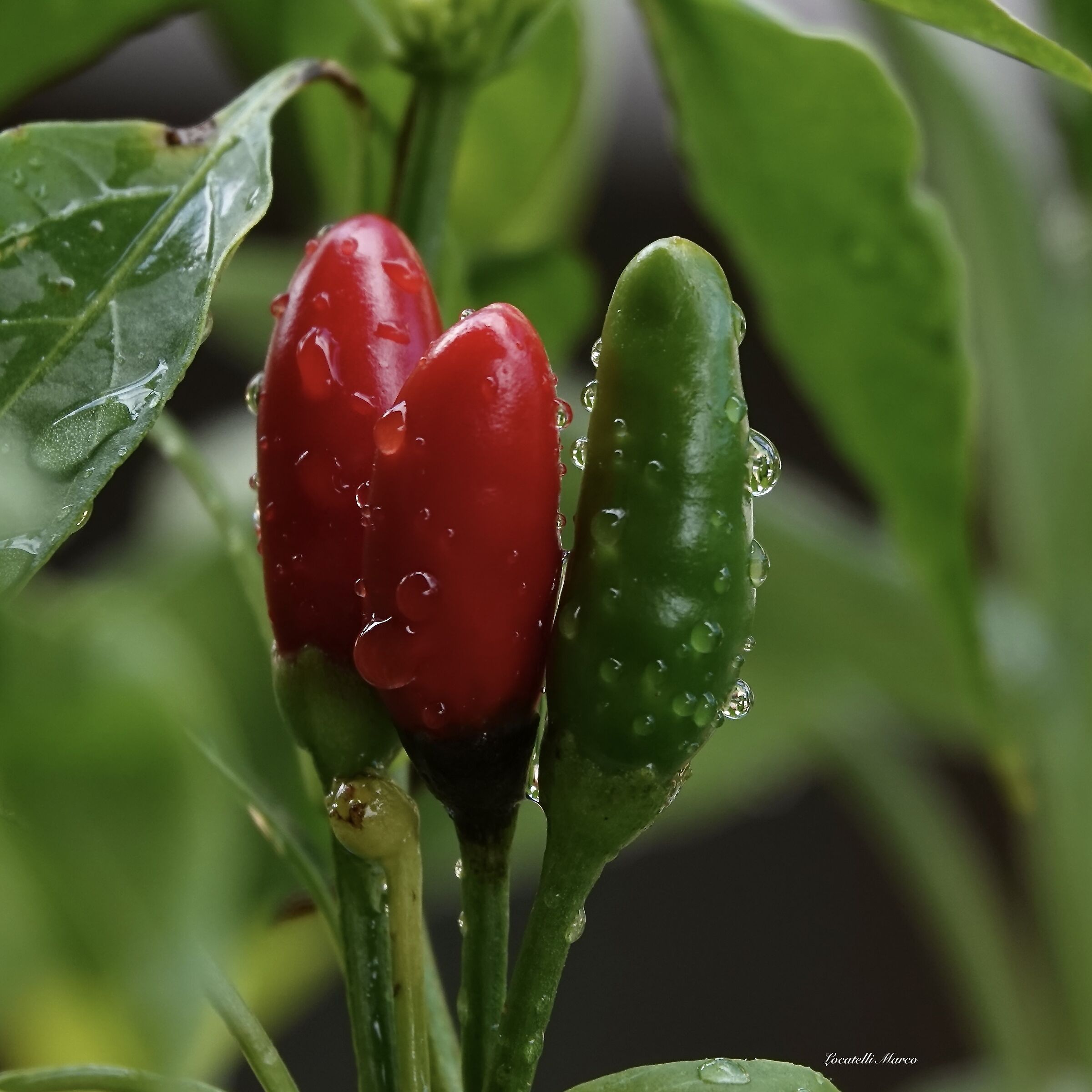 Chillies