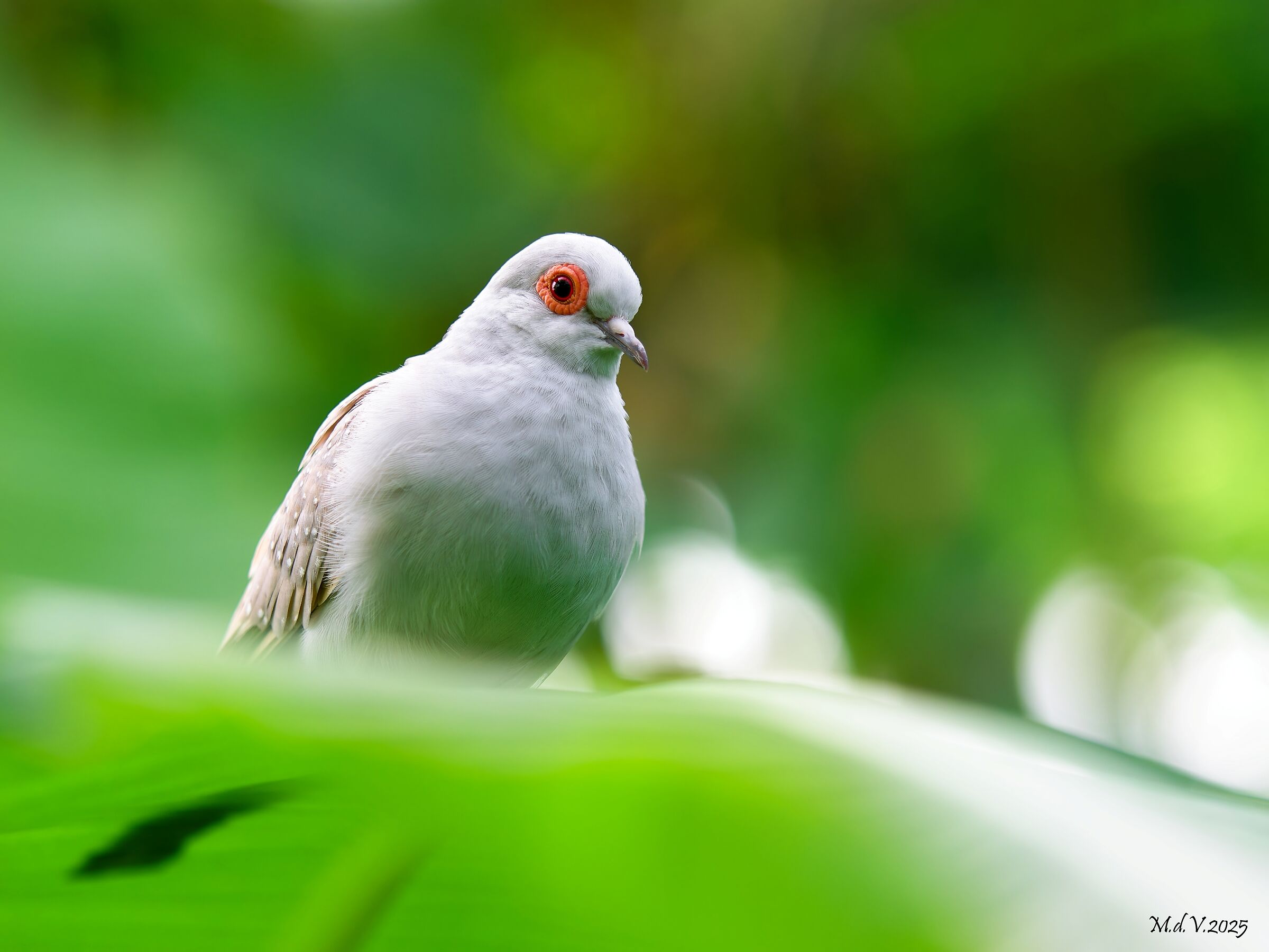 Turtledove (Geopelia Cuneata)