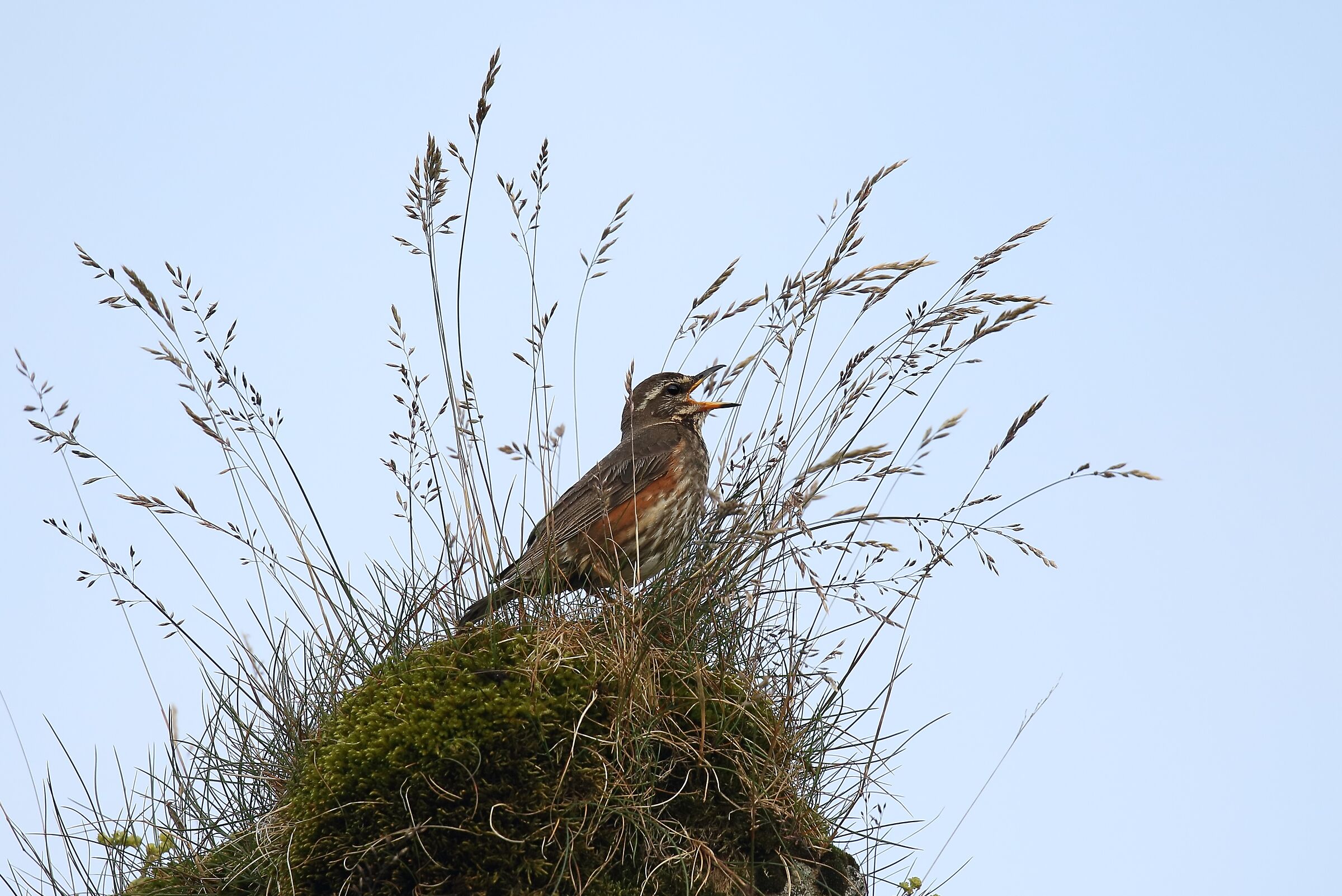 Redwing