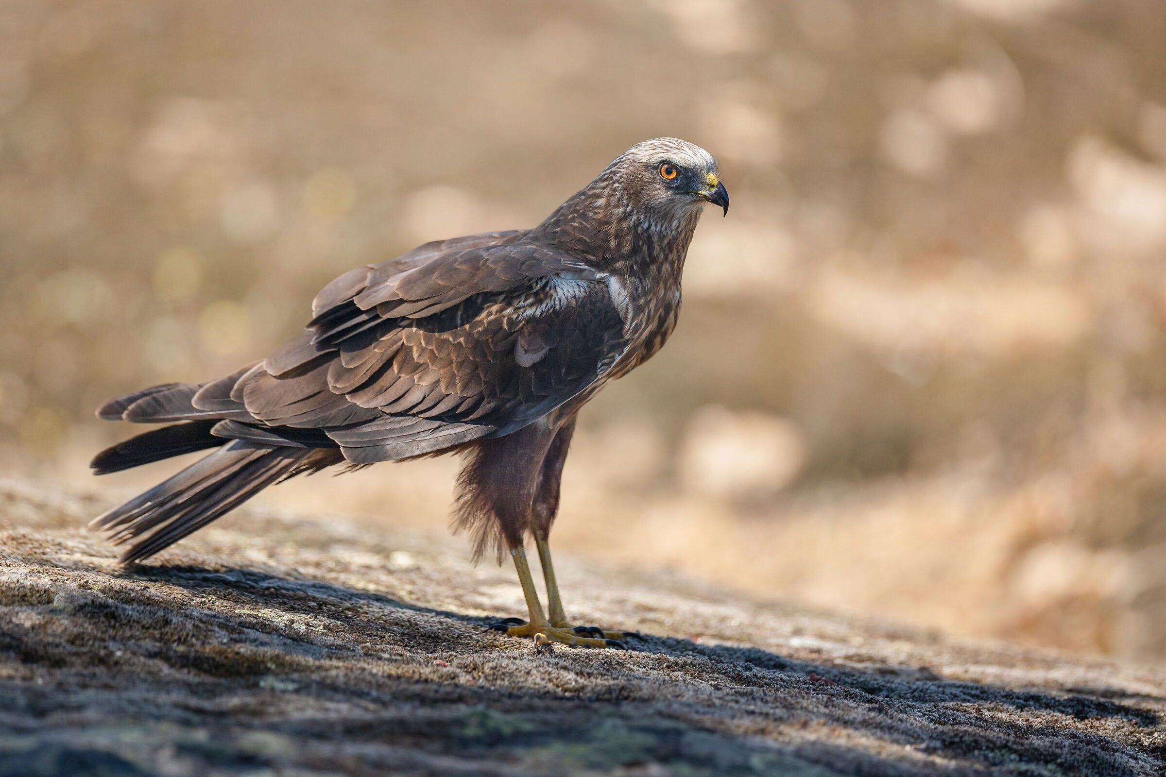 Marsh Harrier