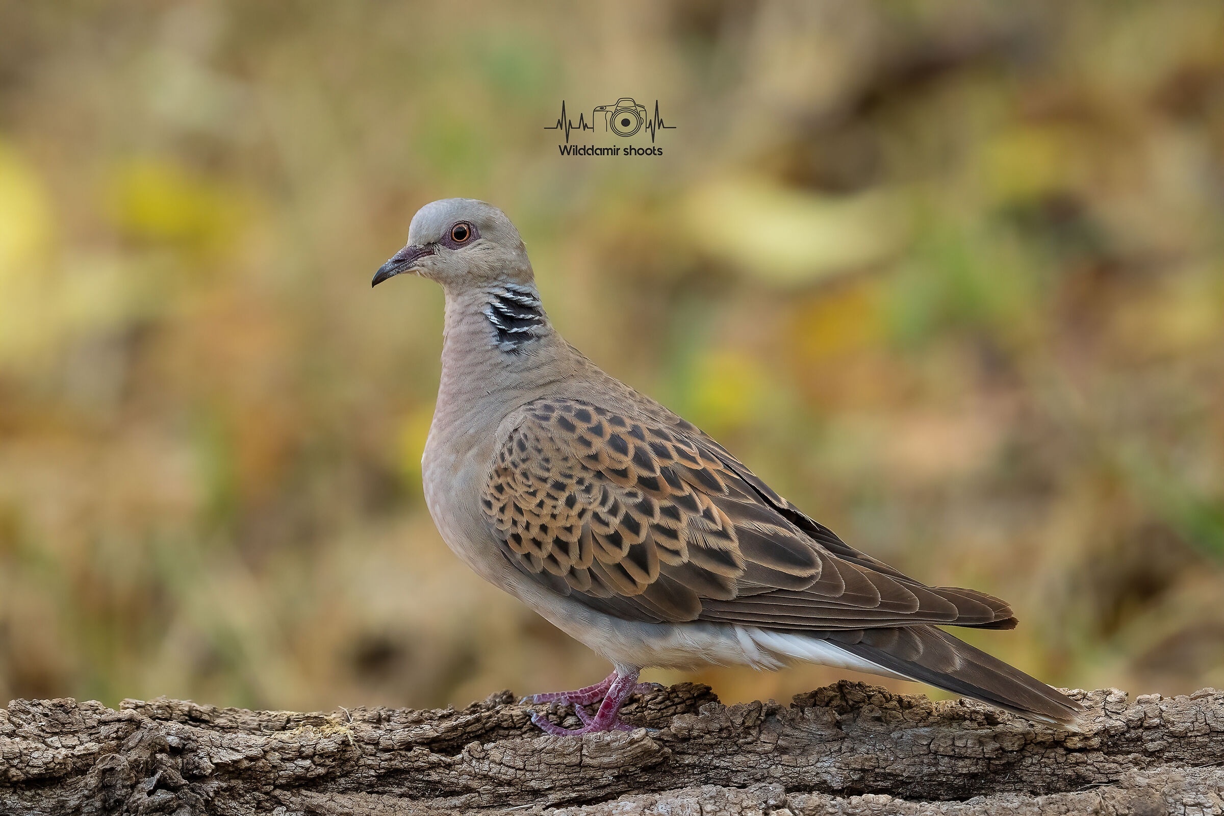 Turtledove