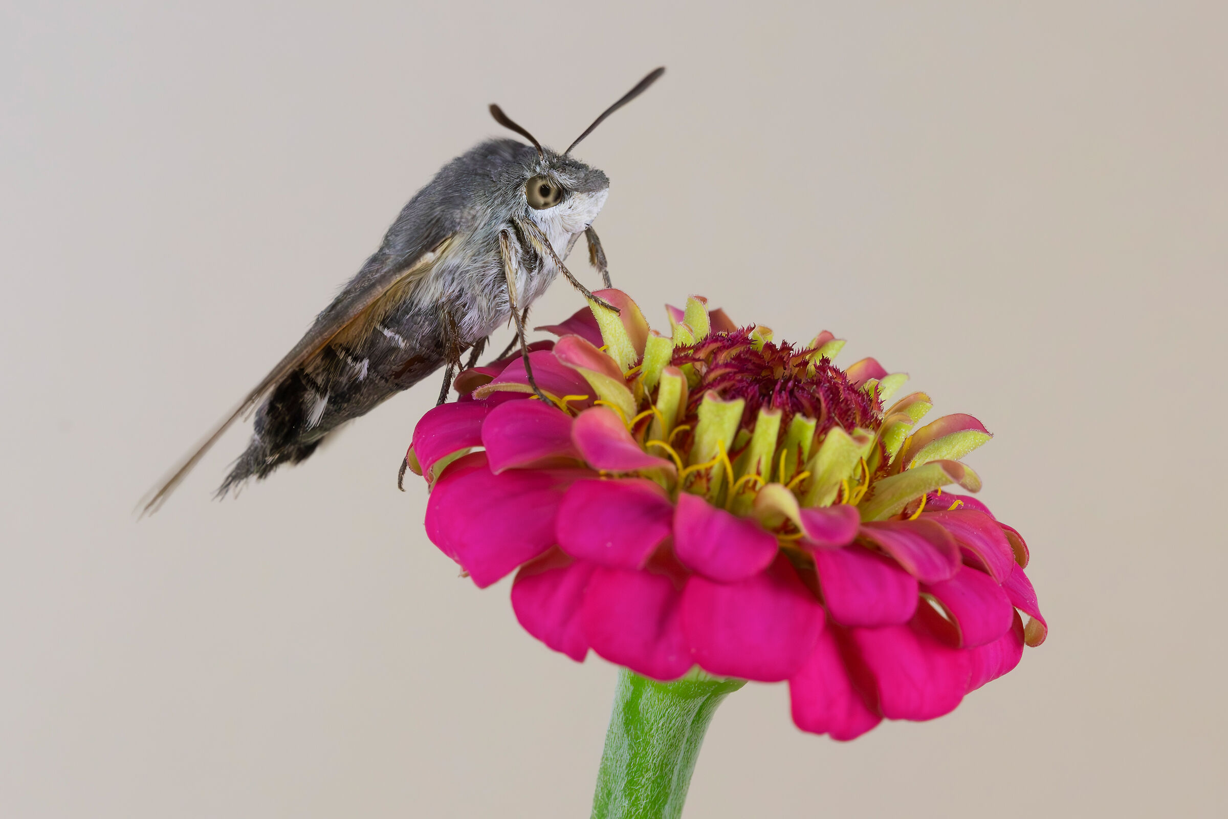 Macroglossum stellatarum