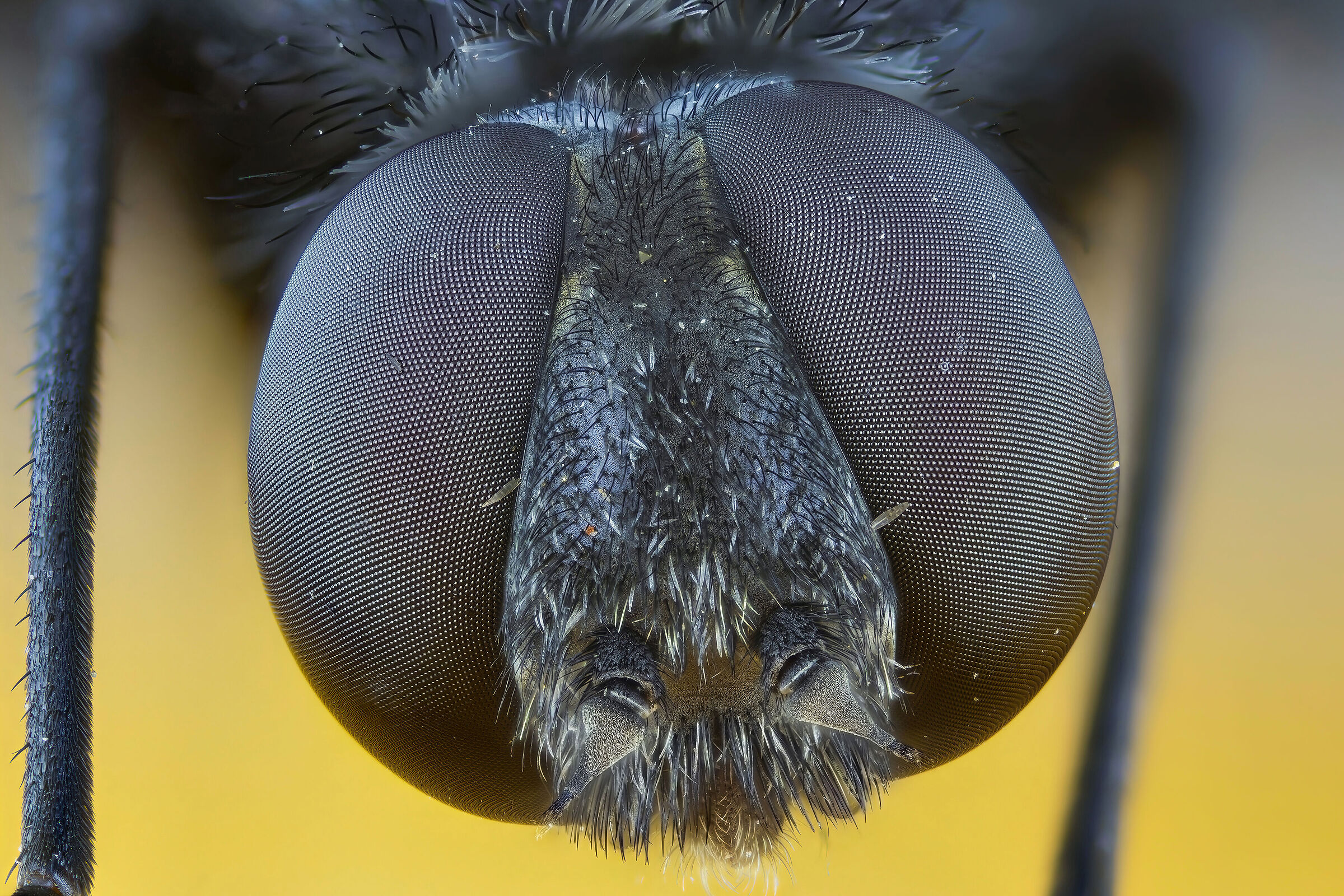 Satyramoeba hetrusca