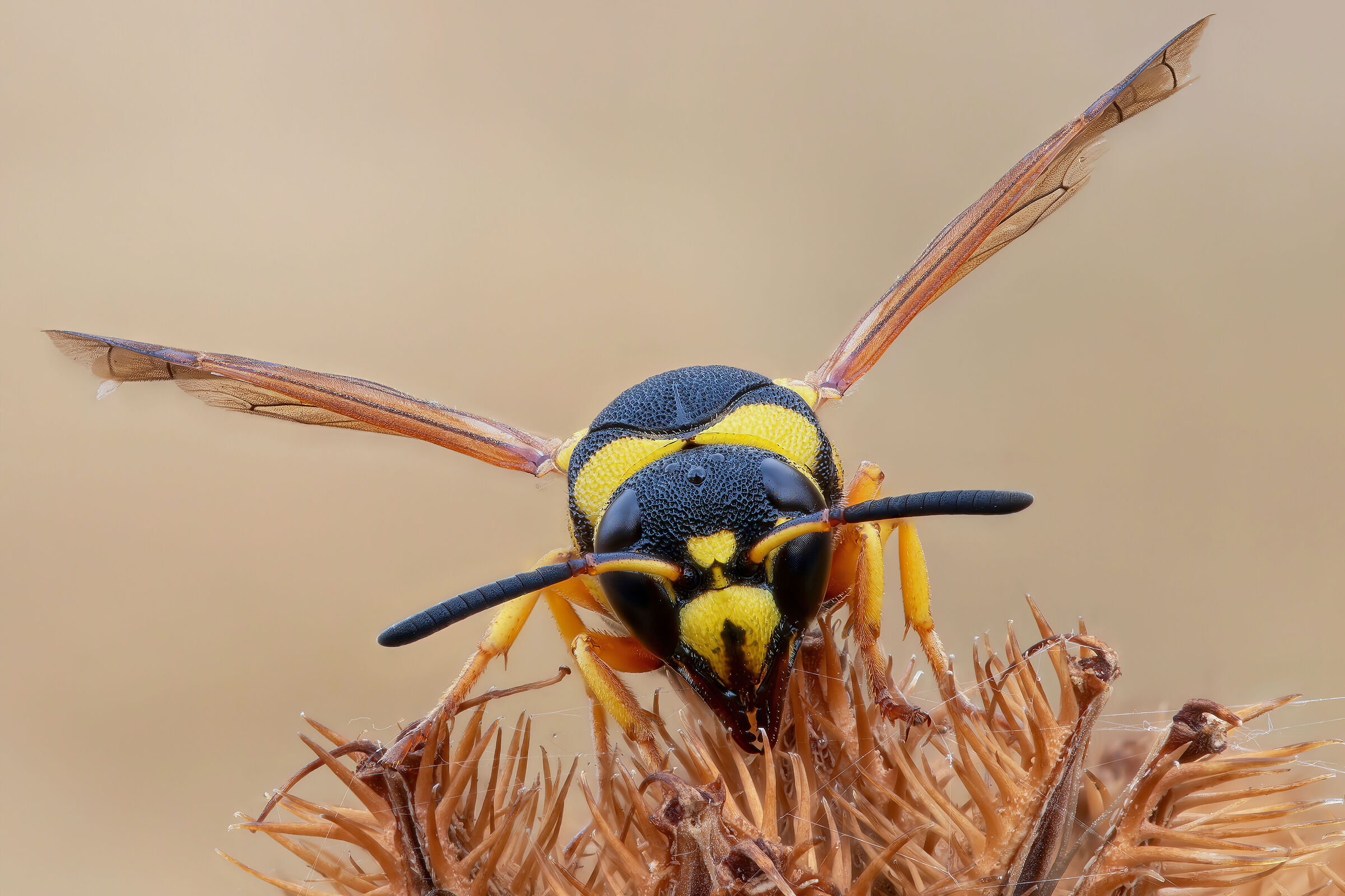 Euodynerus sp. z o.o.