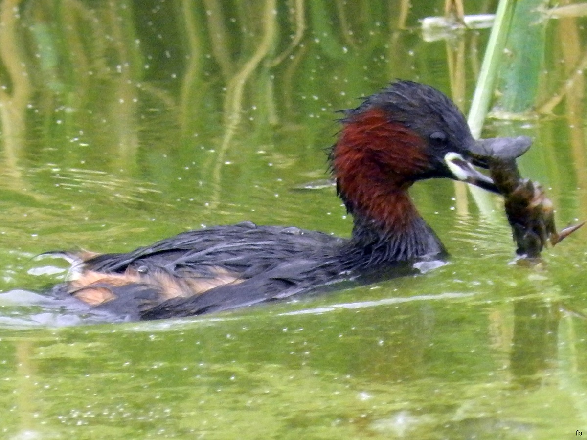 caccia grossa del tuffetto