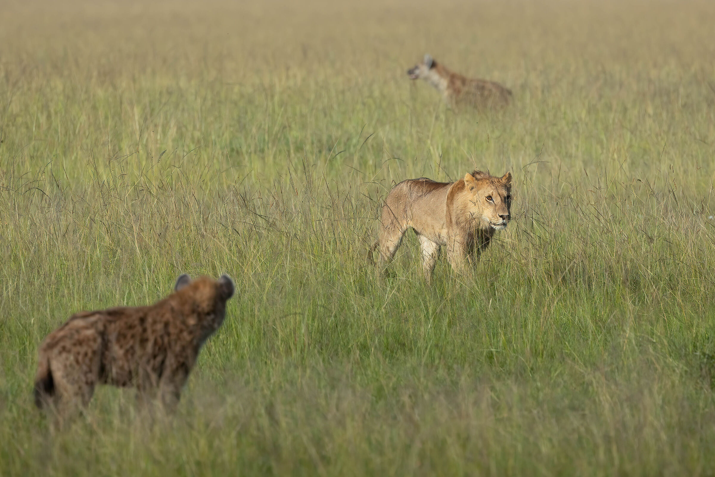 Straight to the goal