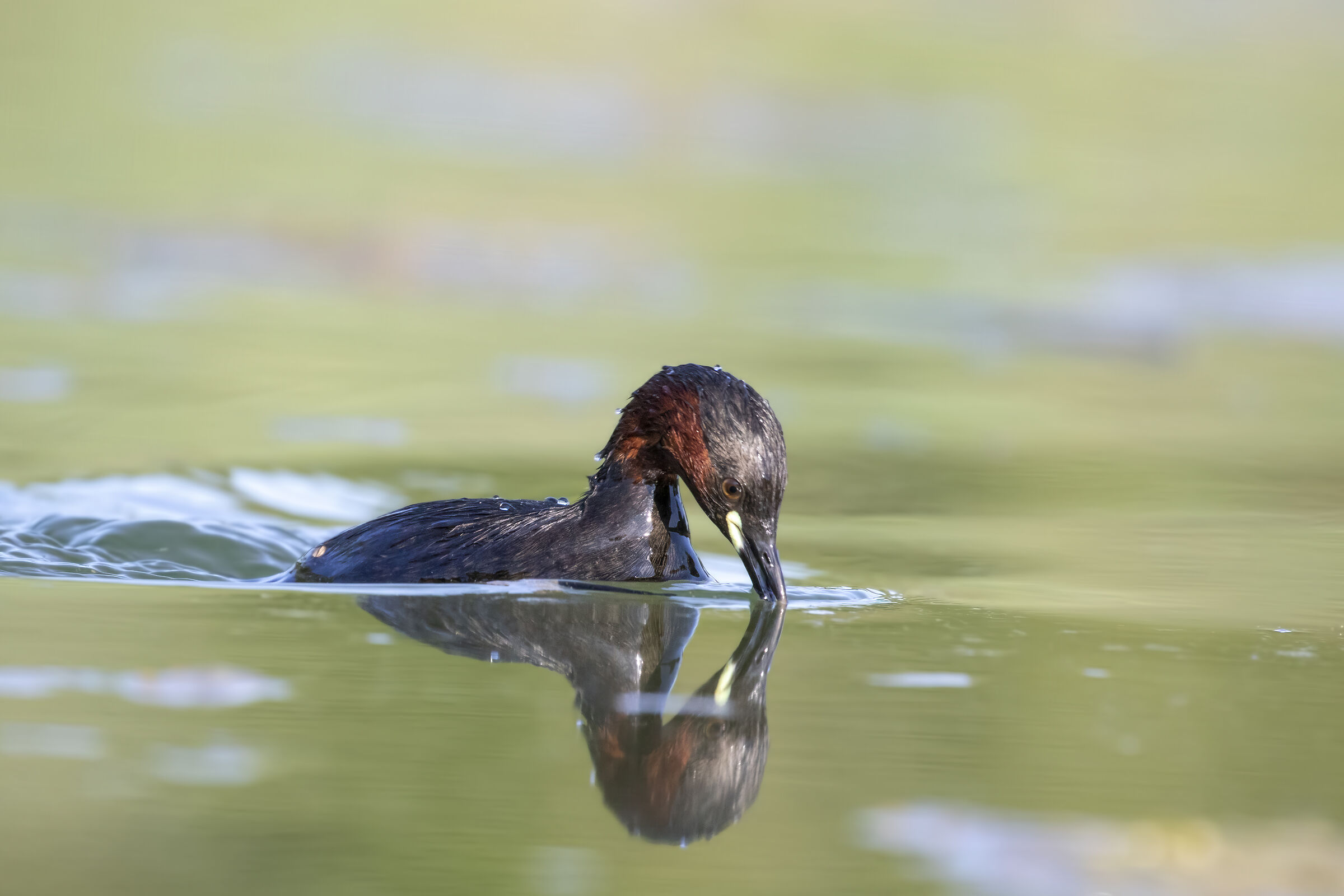 Dabchick