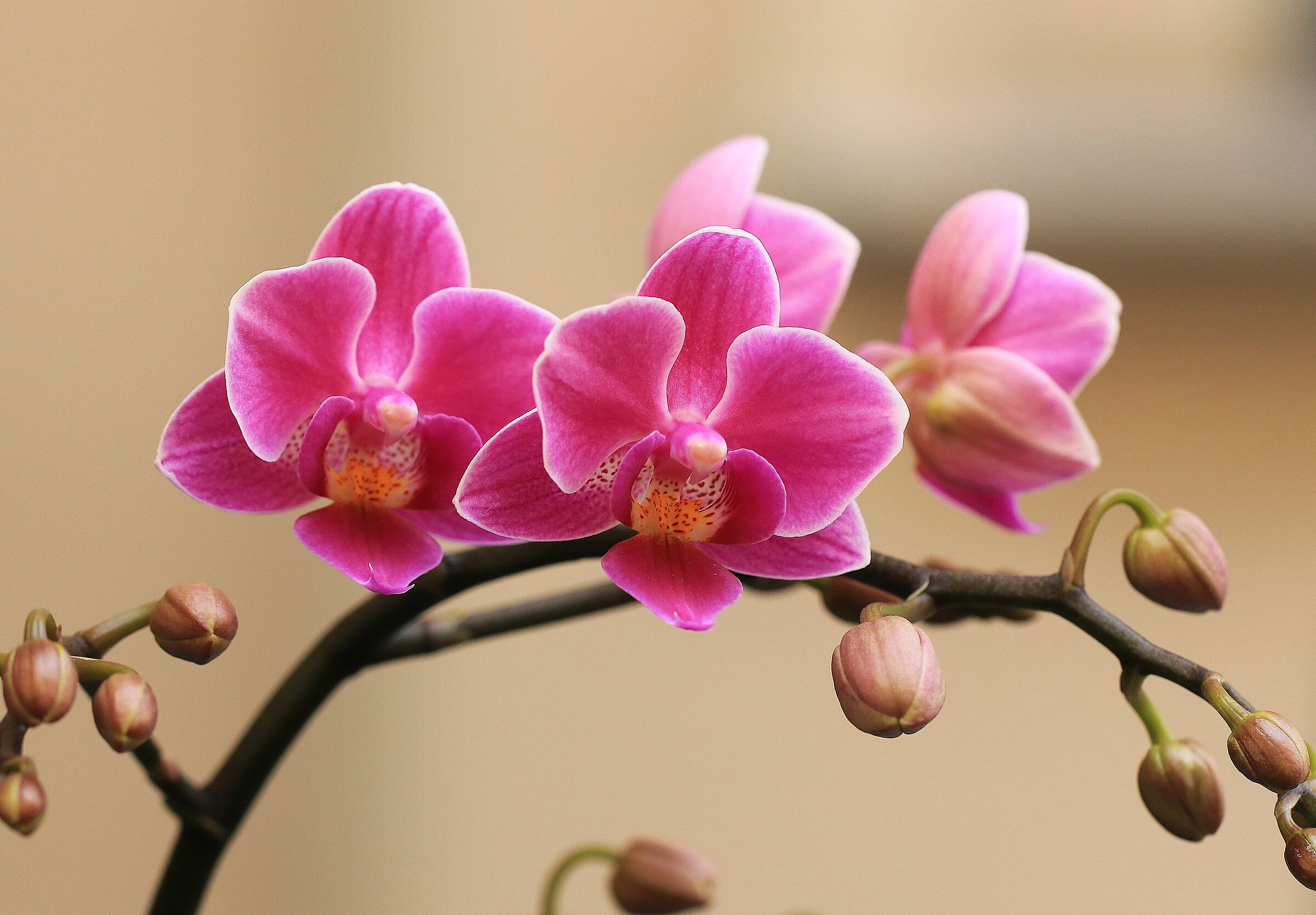 Orchidea Phalaenopsis