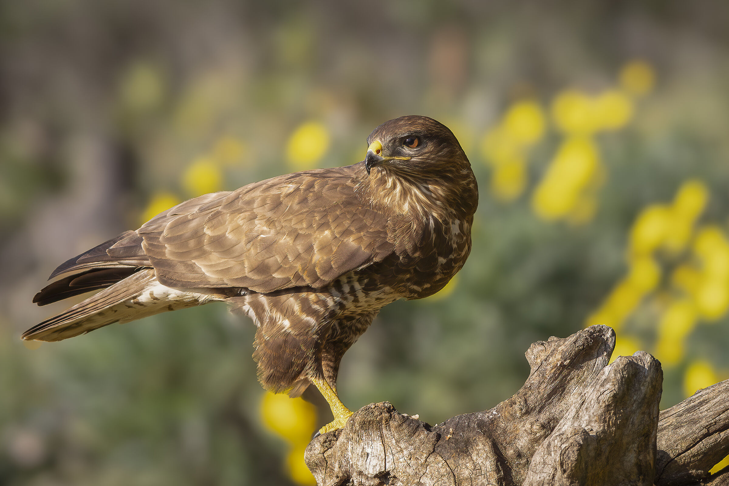Buzzard among the daisies