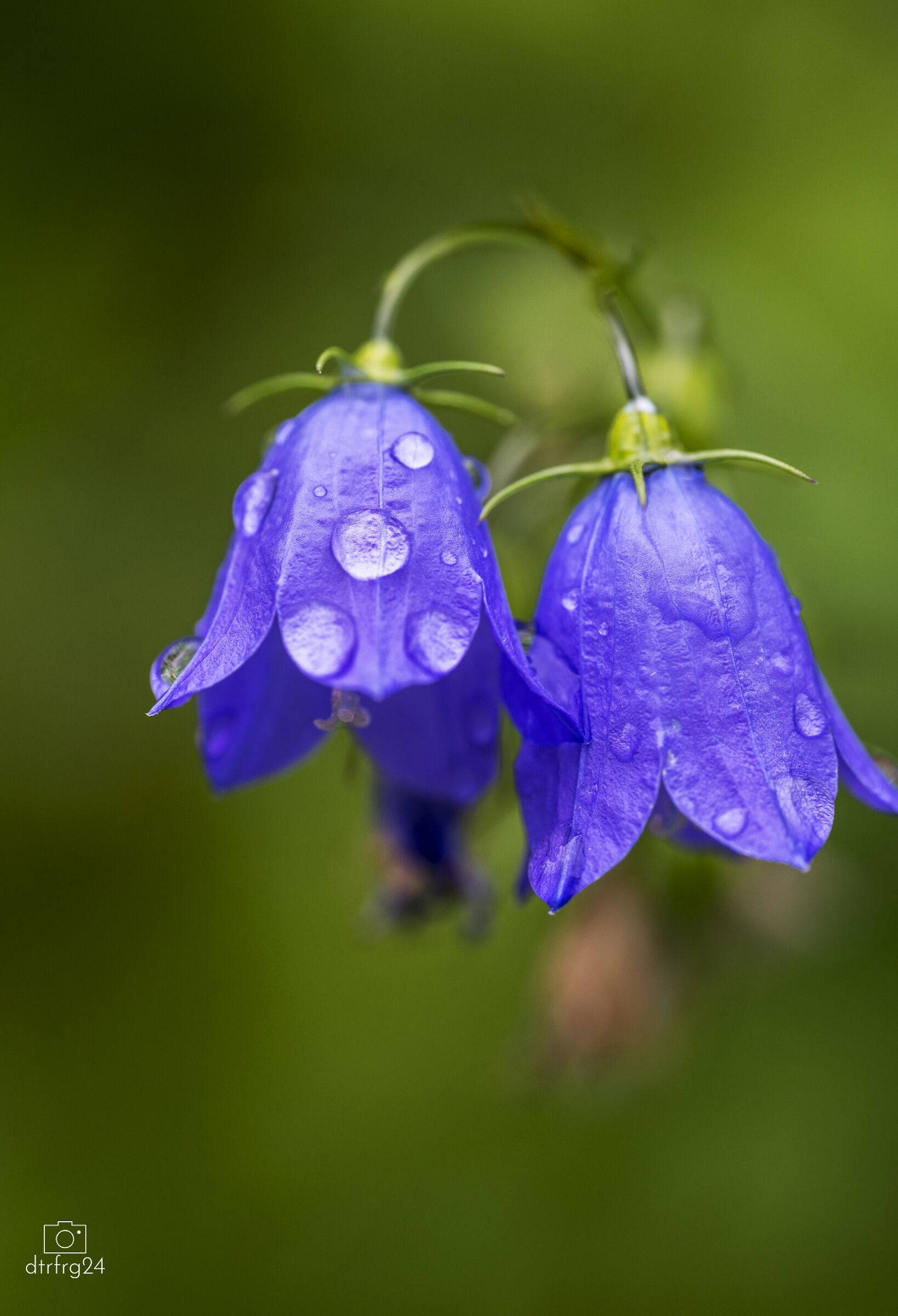 Bellflower