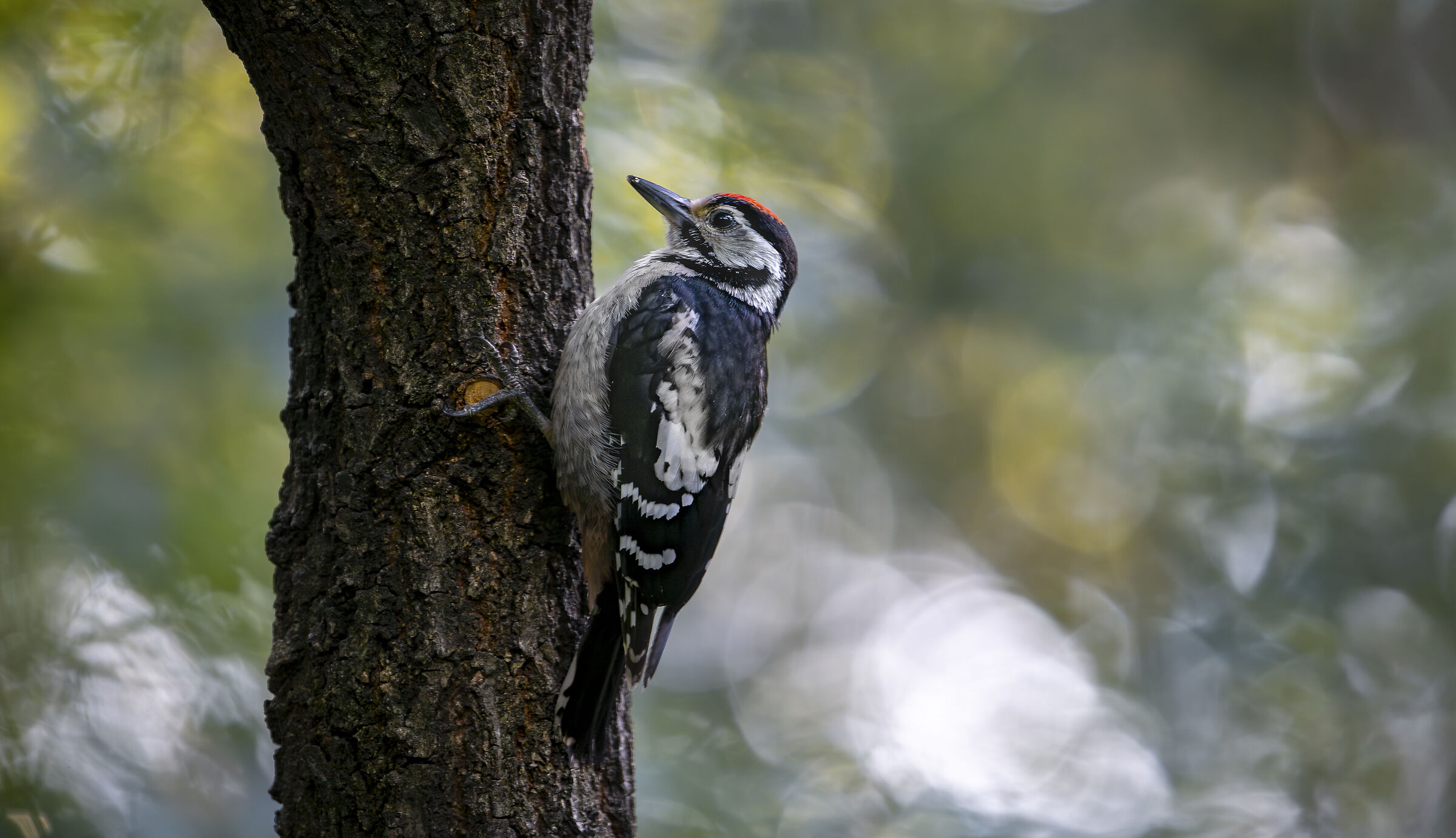 Spotted woodpecker