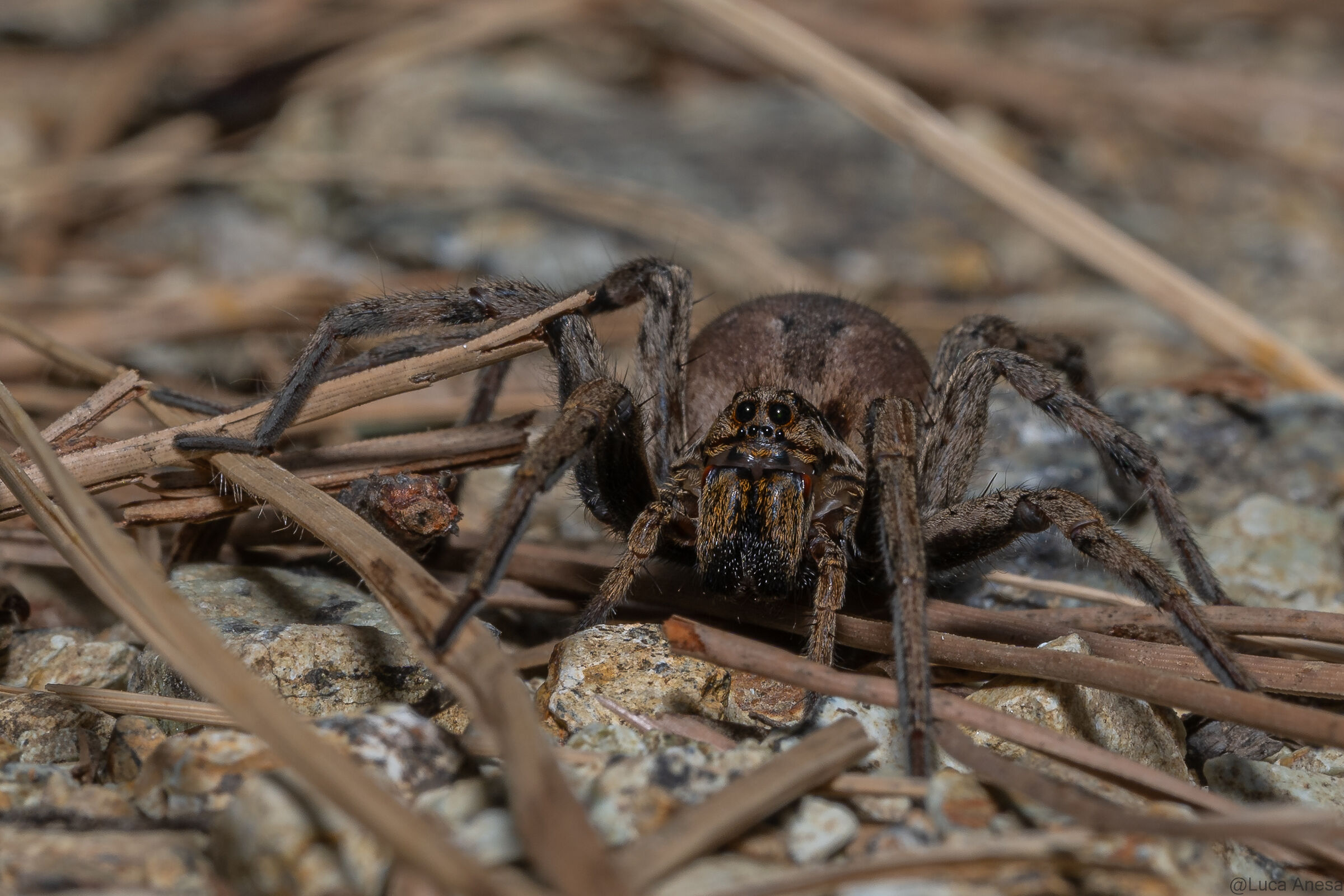 Wolf Spider