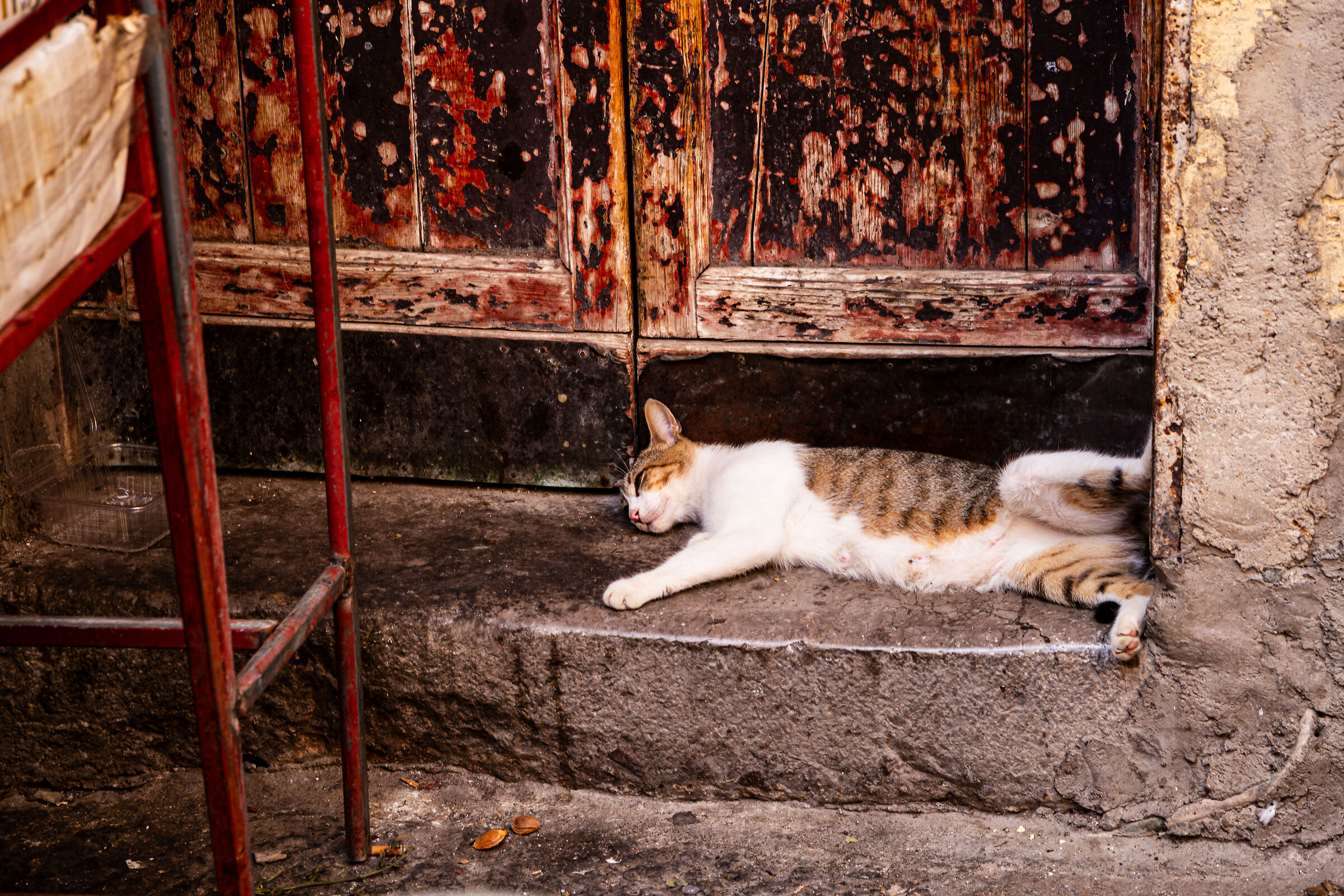 Palermo cat