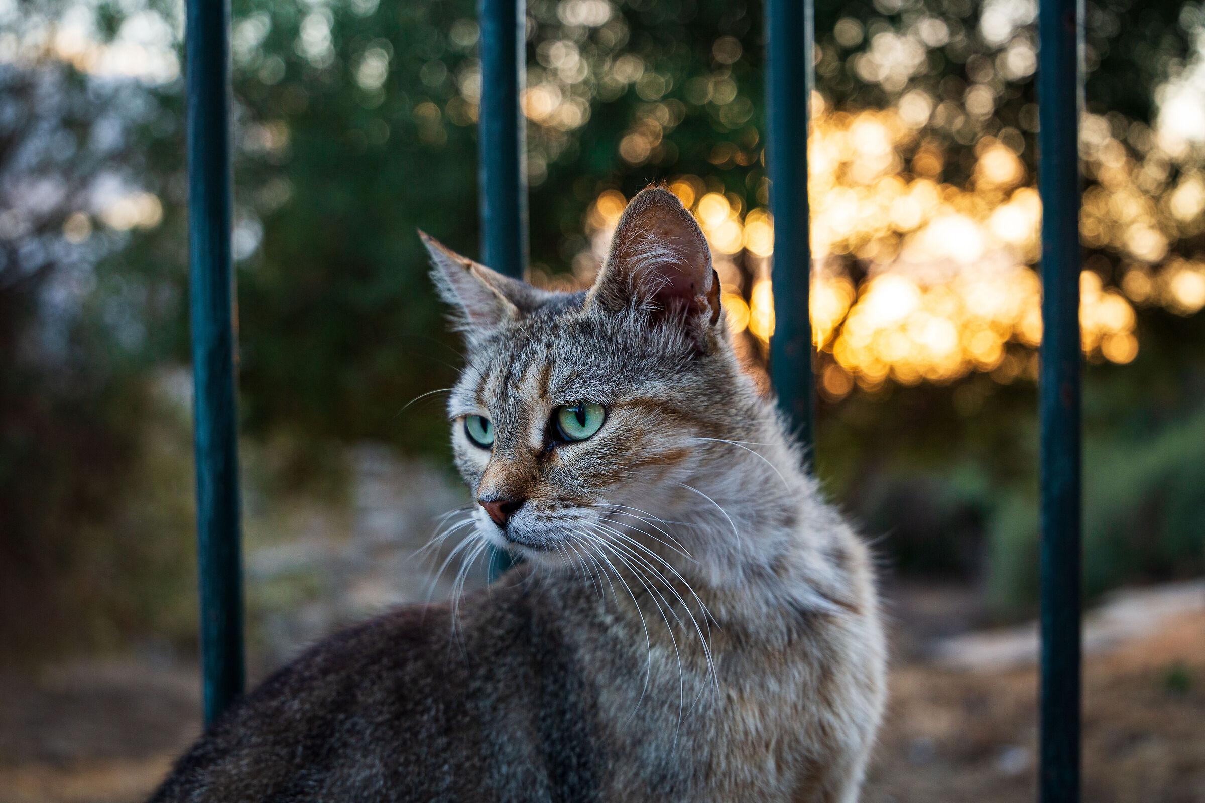 The cat of the sanctuary of Tindari