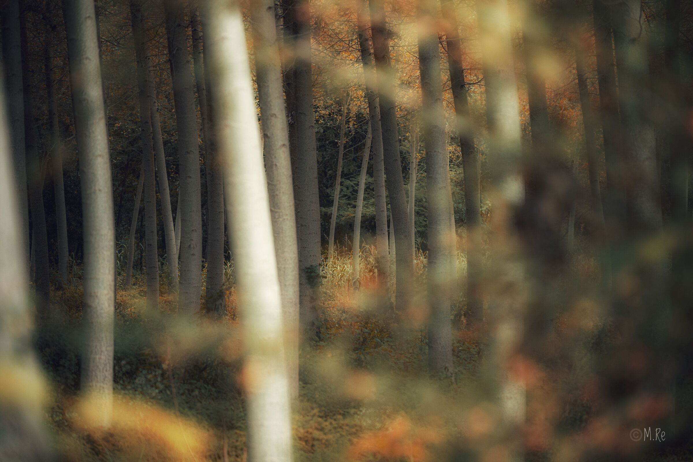 Untitled Photo