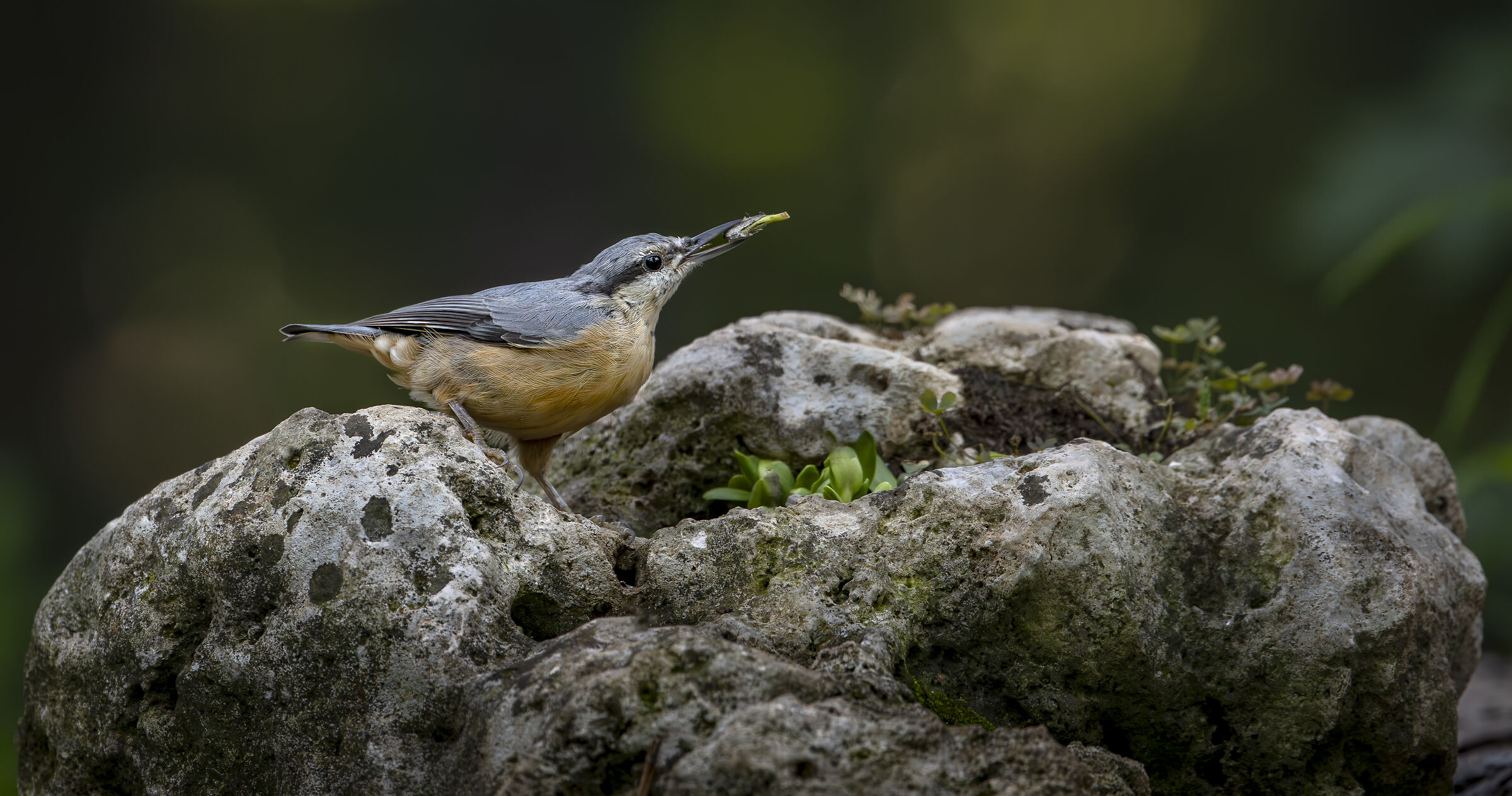 Wood nuthatch