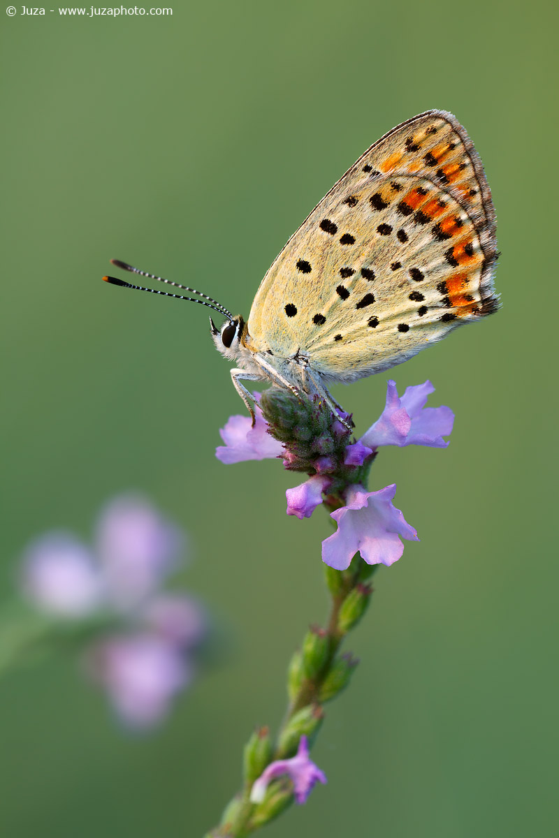 Lycaena tityrus, 017,178