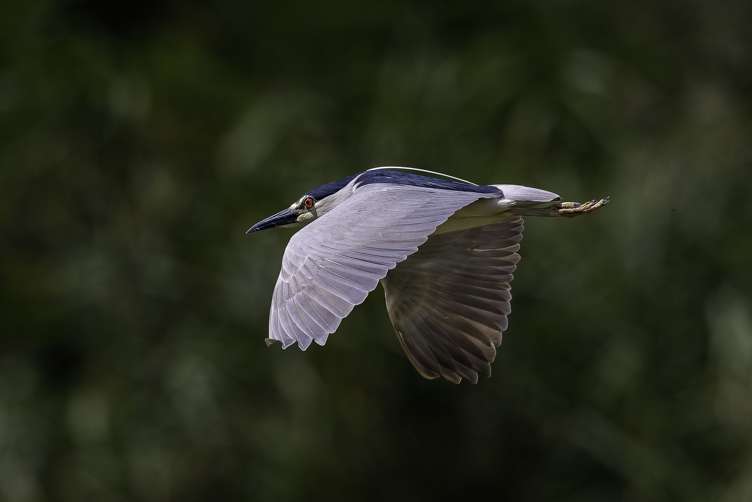 Night Heron