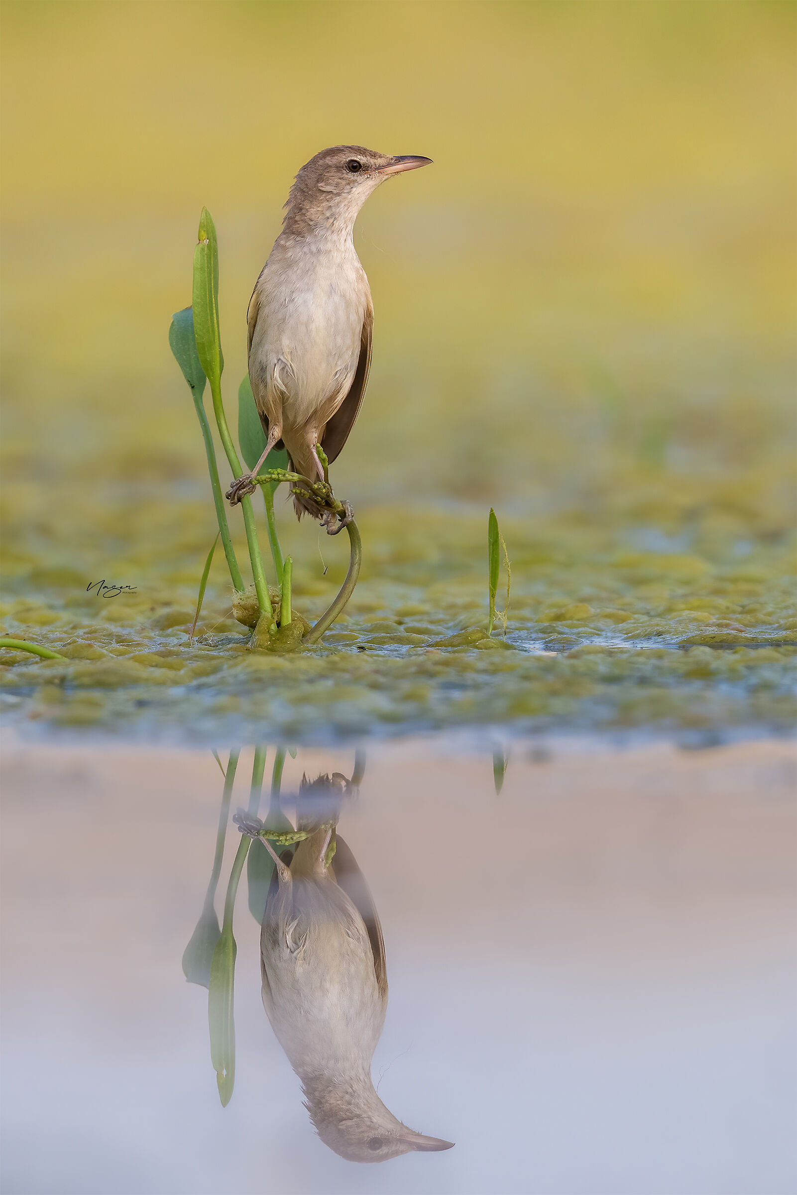 Reed warbler