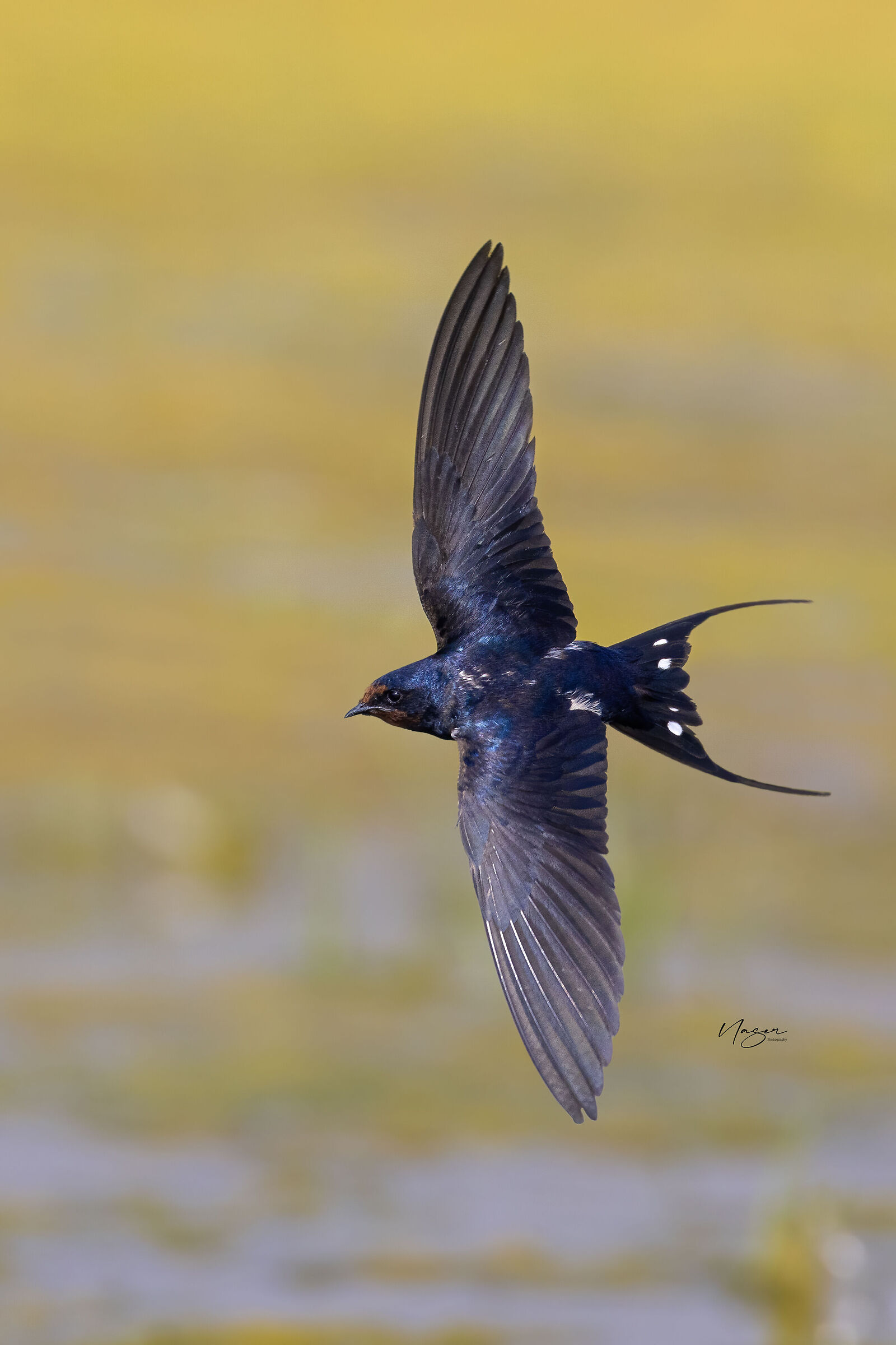 Barn Swallow