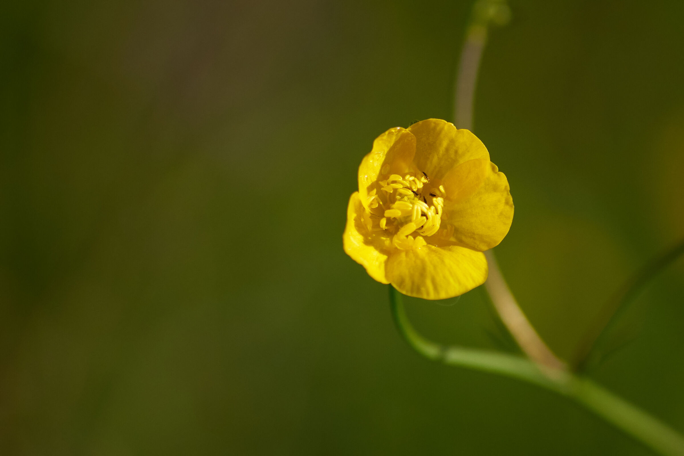 Yellow Flower Macro 1