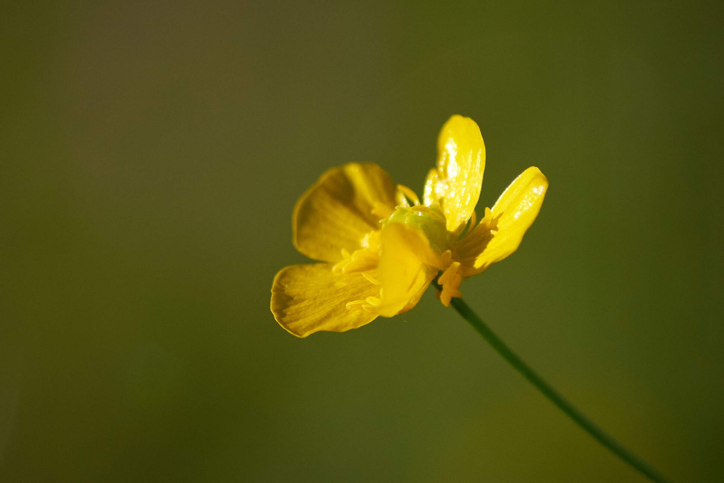 Yellow Flower Macro 2