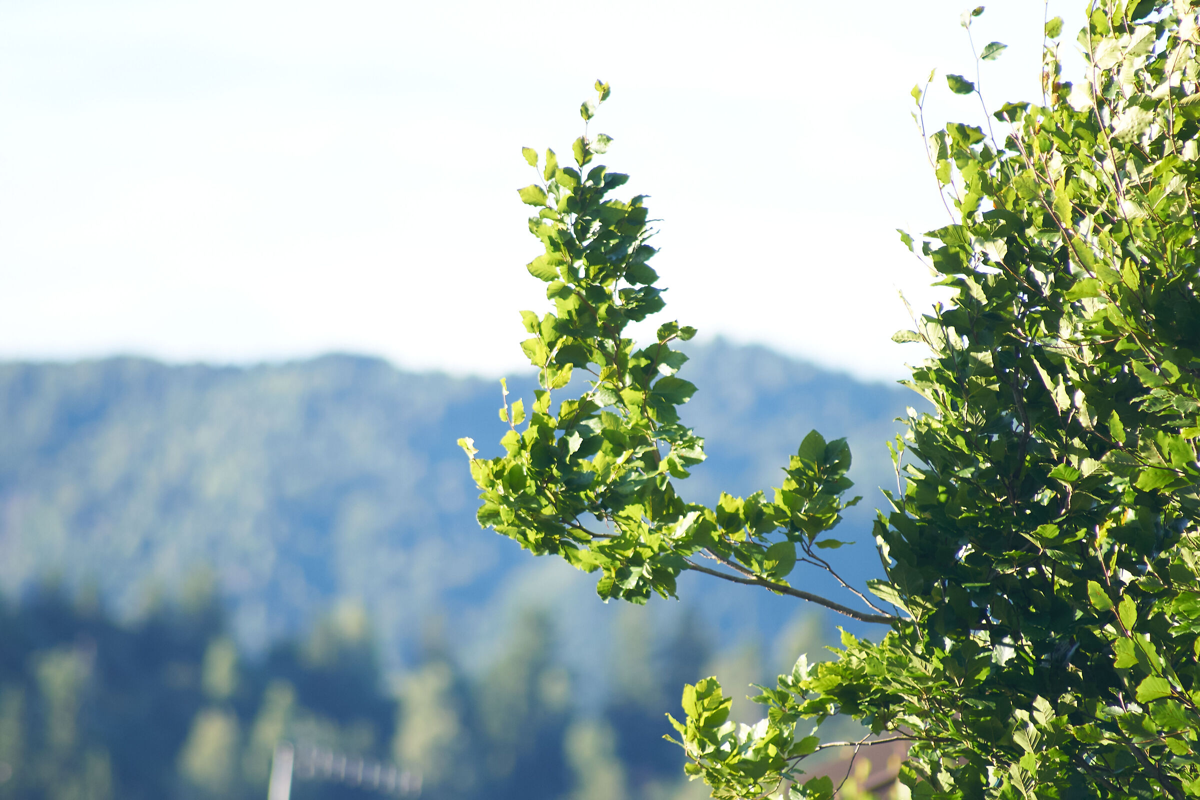 Overexposed leaves 1