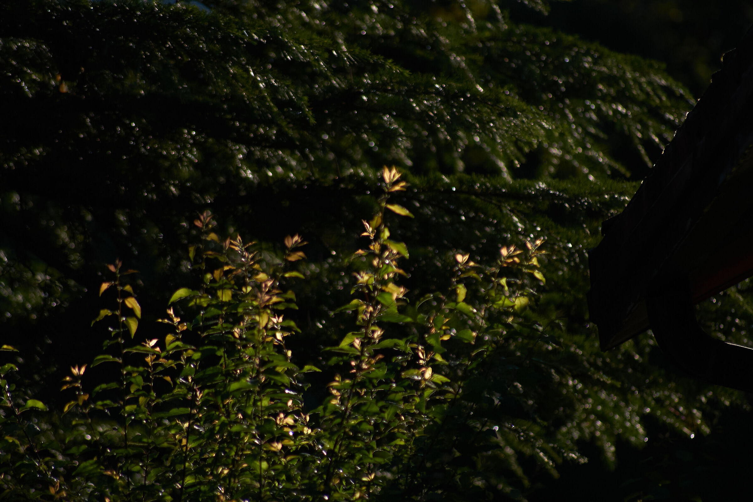Green leaves on black background 1