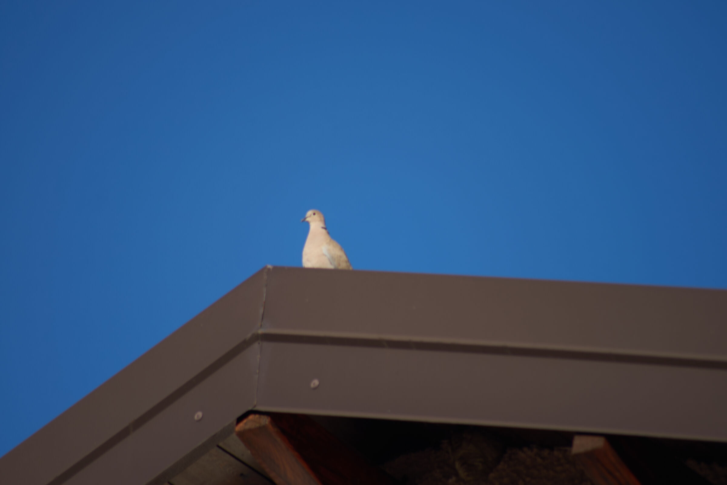 White bird above the roof