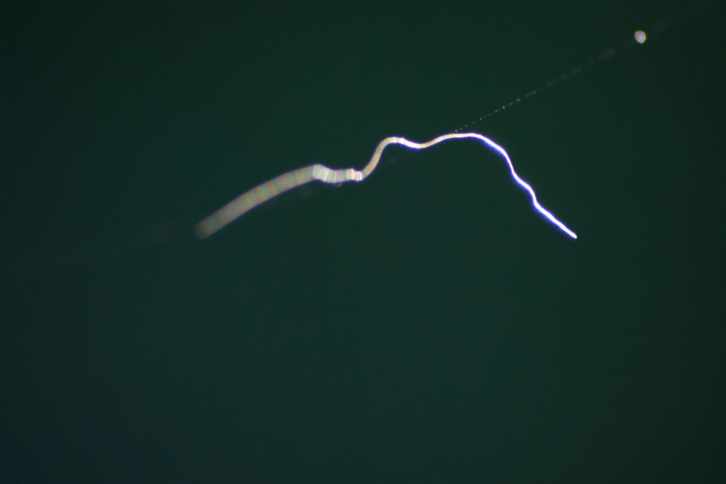 illuminated cobweb piece