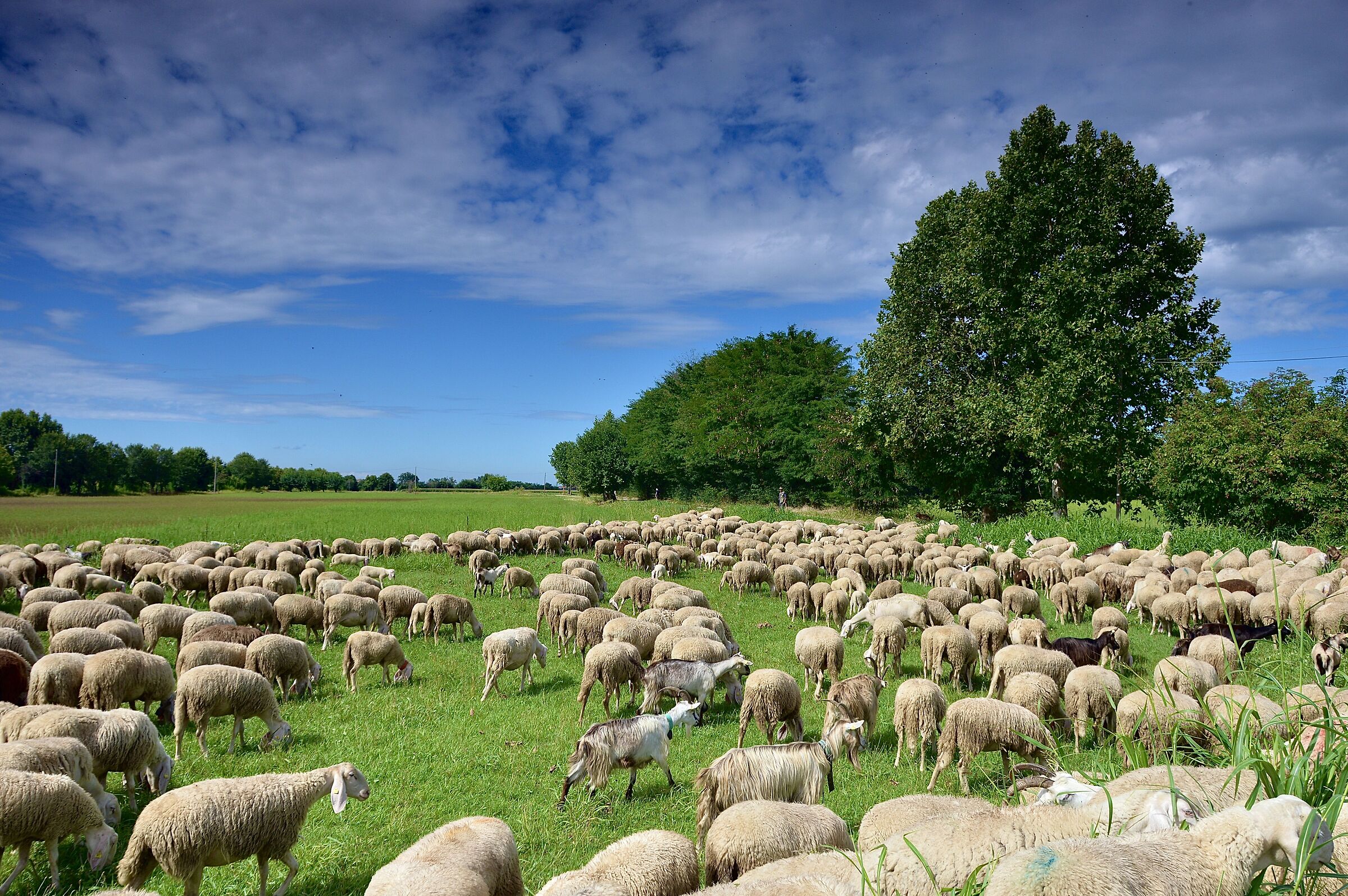 … Transhumance... the way of the Wool ...