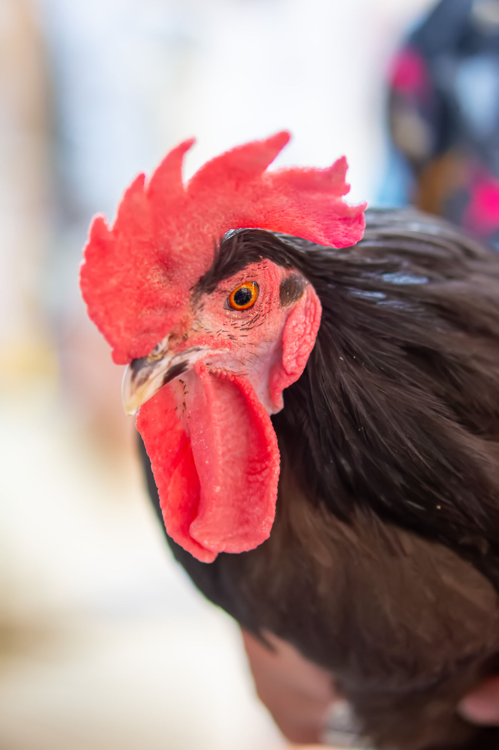 gallo