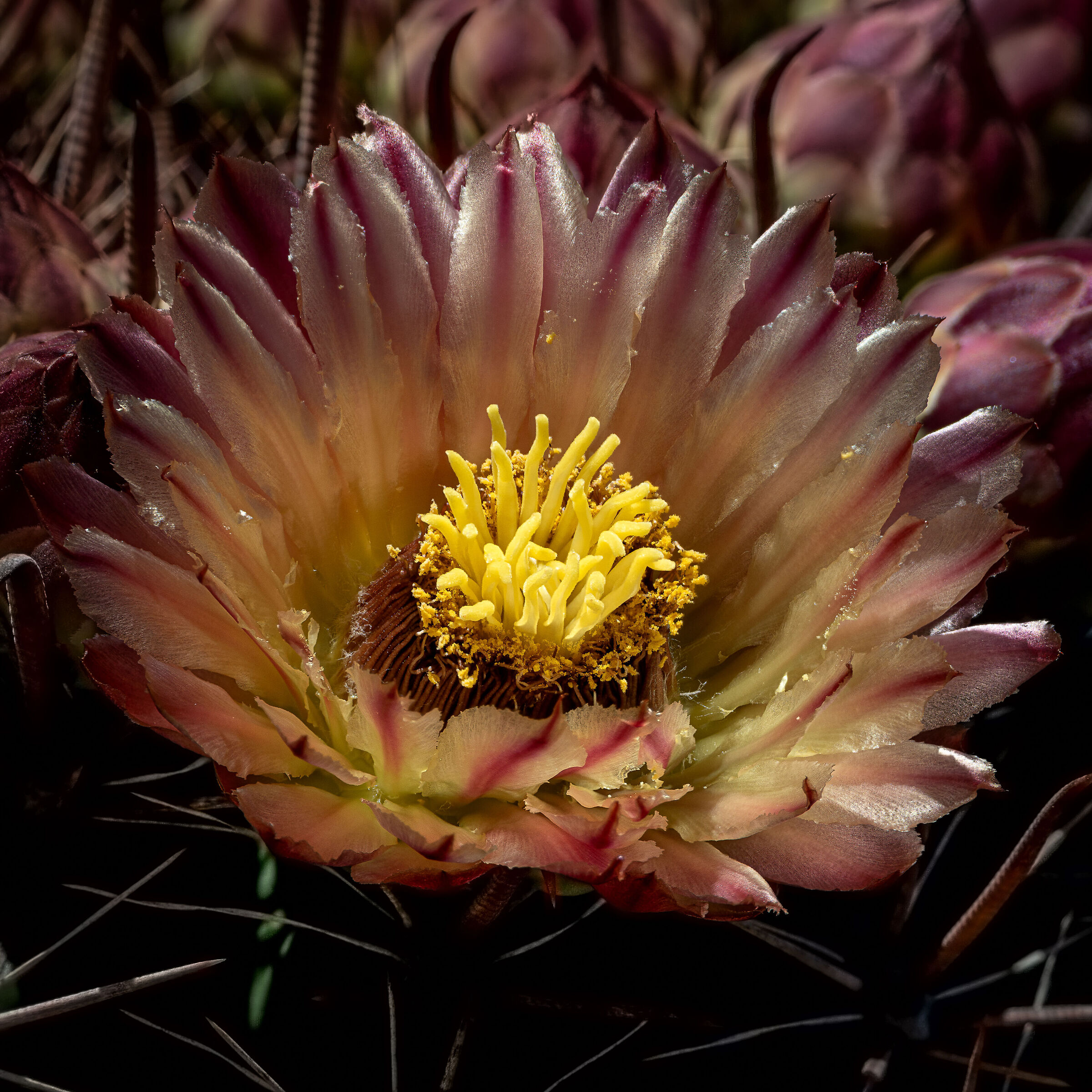 Ferocactus townsendianus