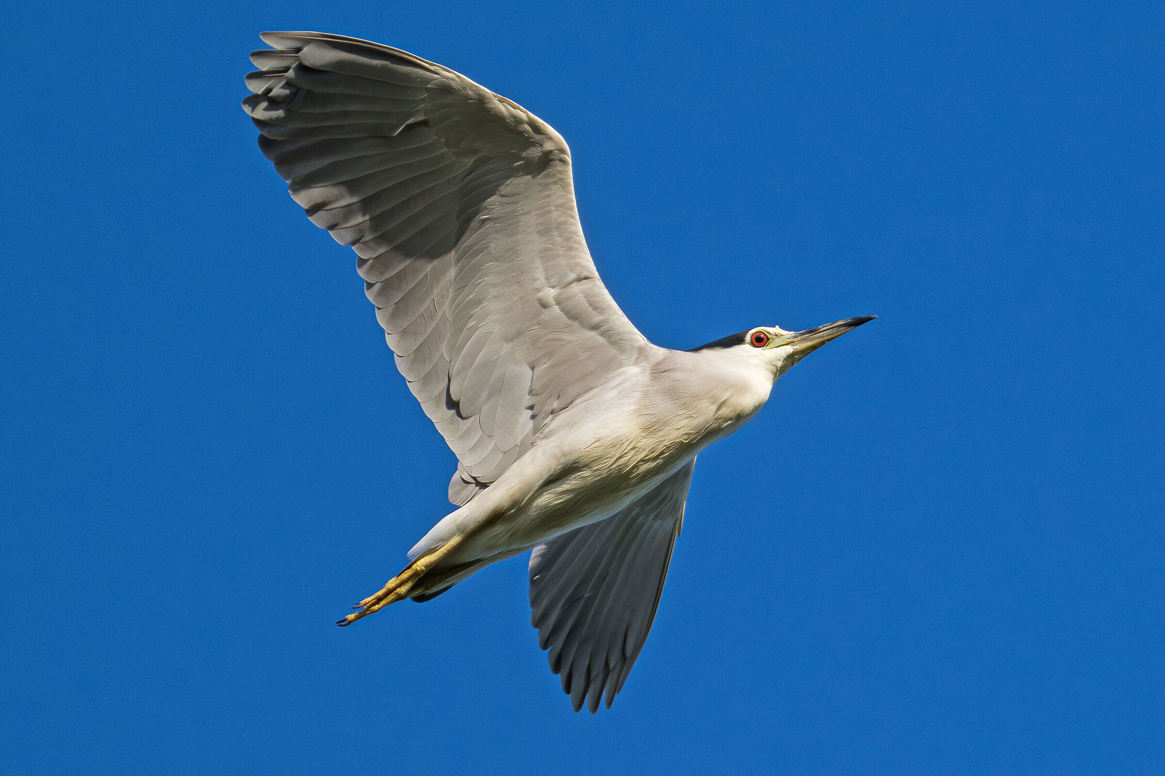 Night Heron
