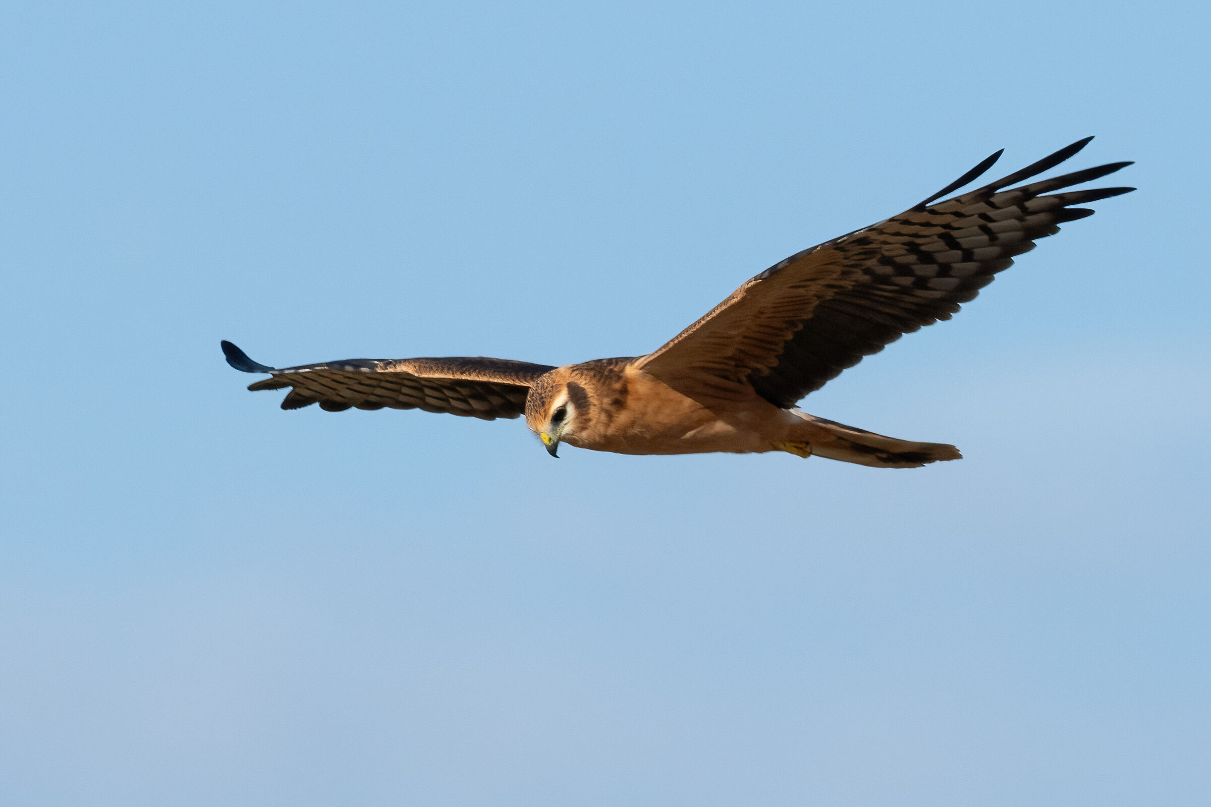 Montagu's Harrier (Circus pygargus) - female