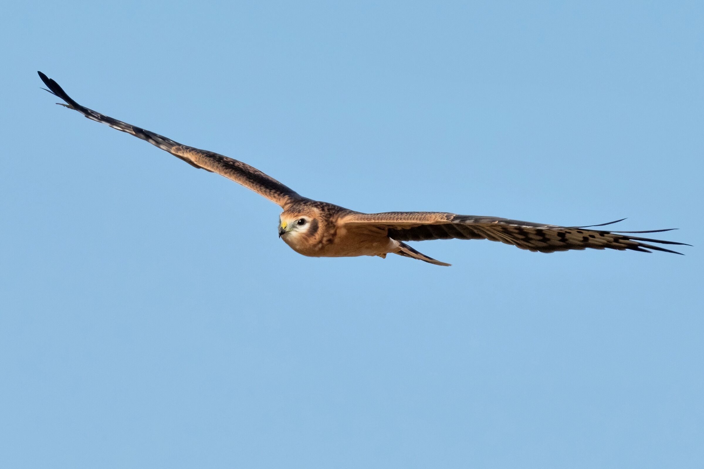 Montagu's Harrier (Circus pygargus)