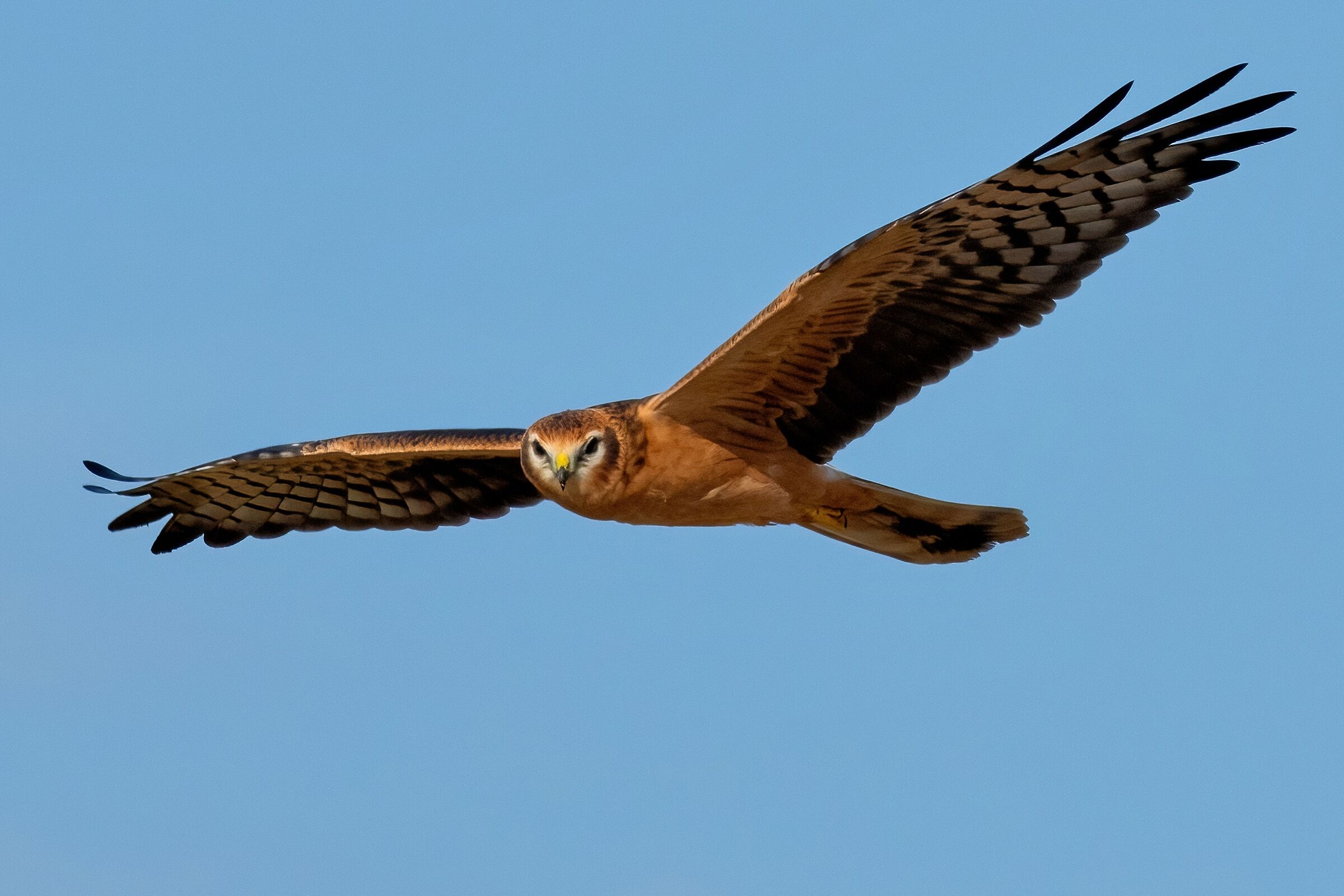 Montagu's Harrier (Circus pygargus)