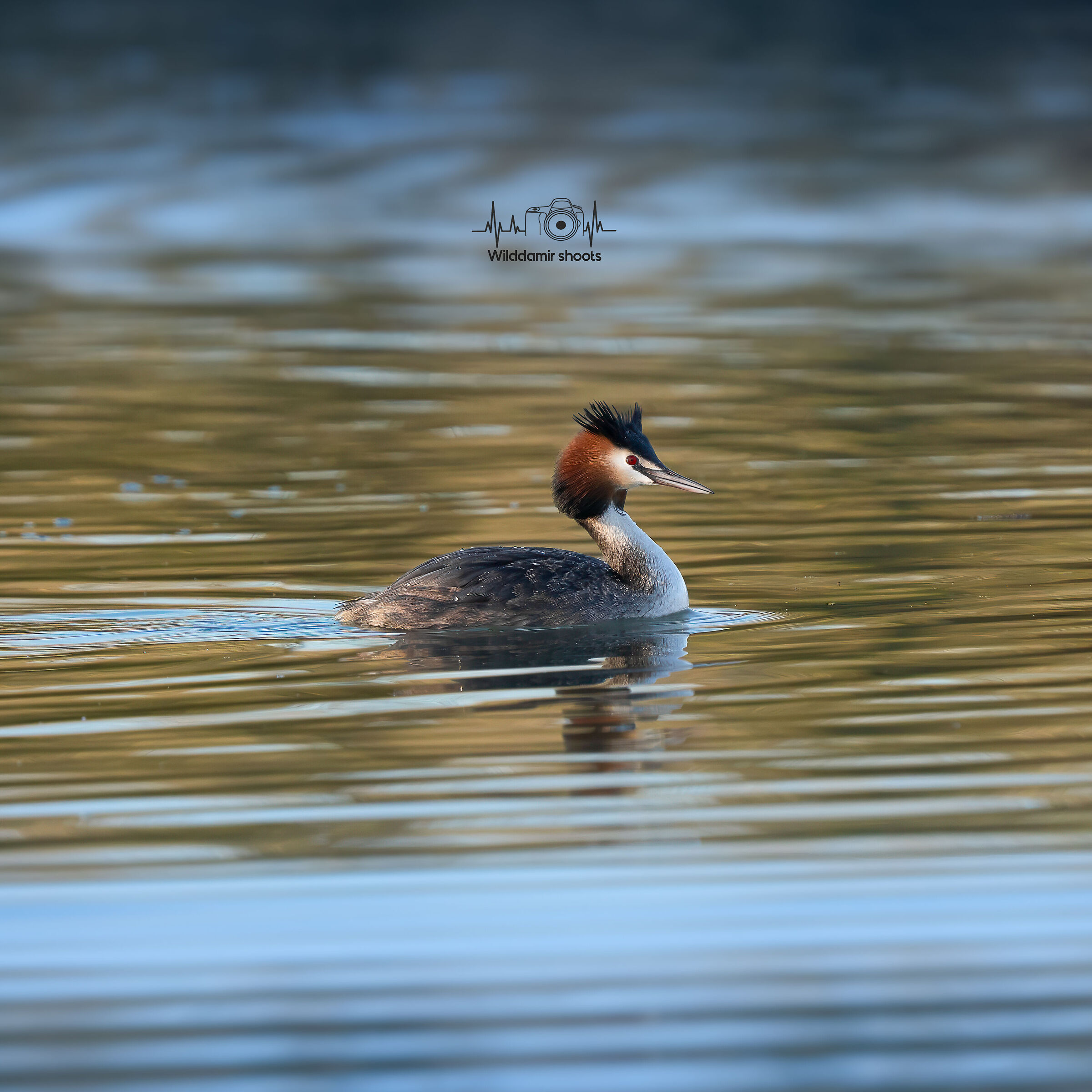 Great crested grebe