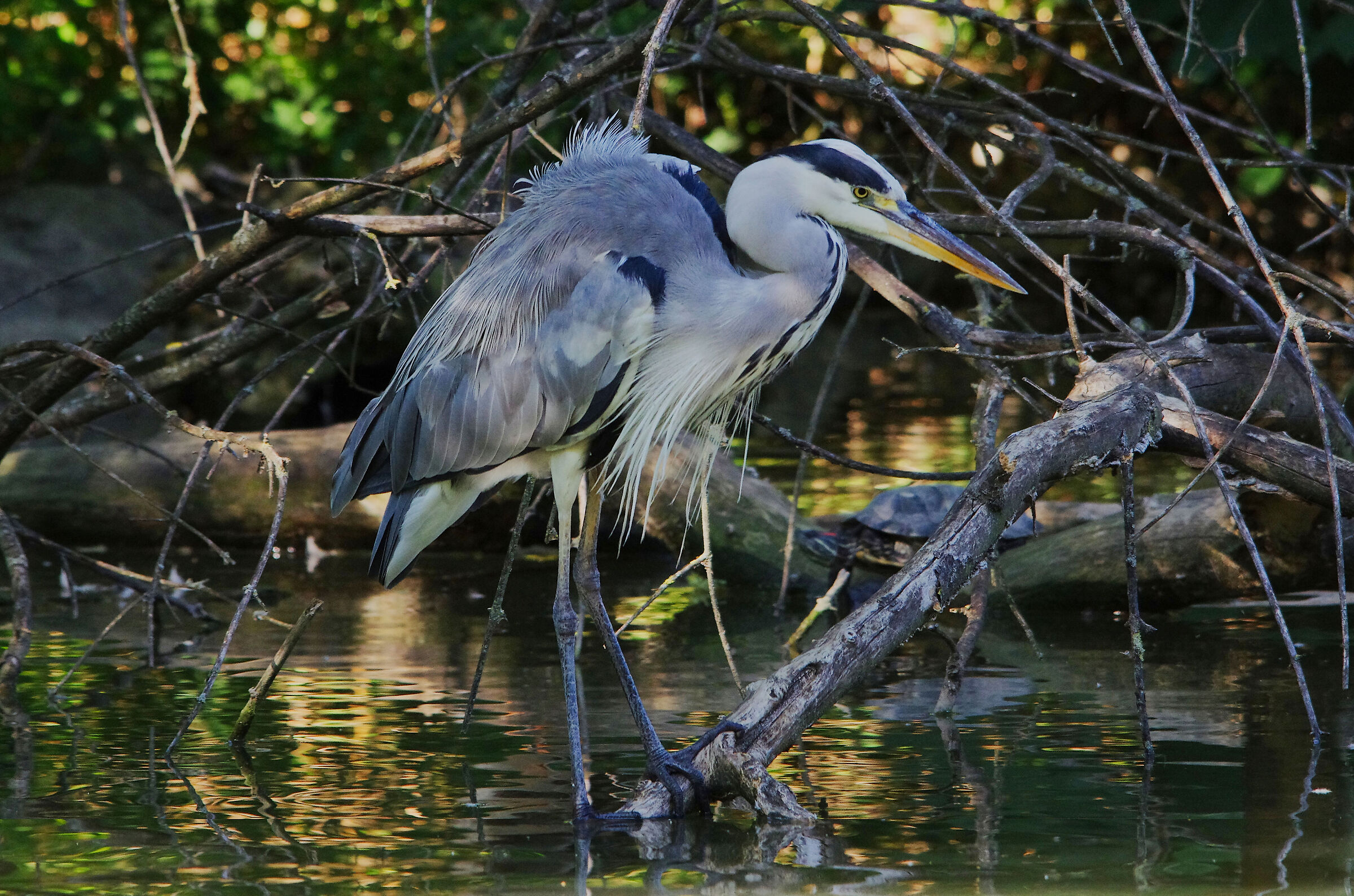 Grey heron