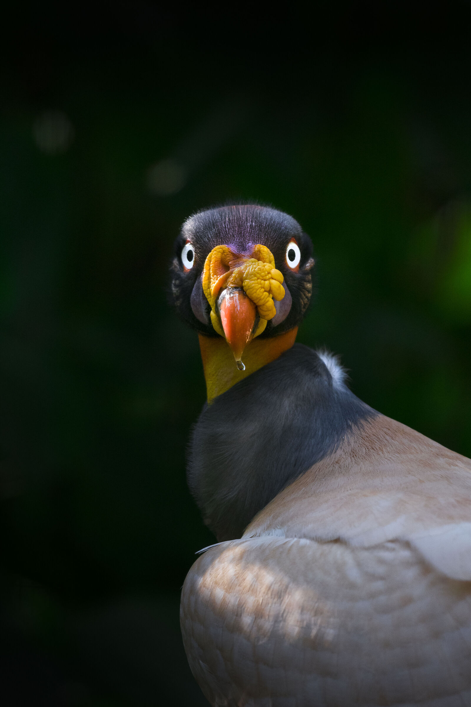 King Vulture