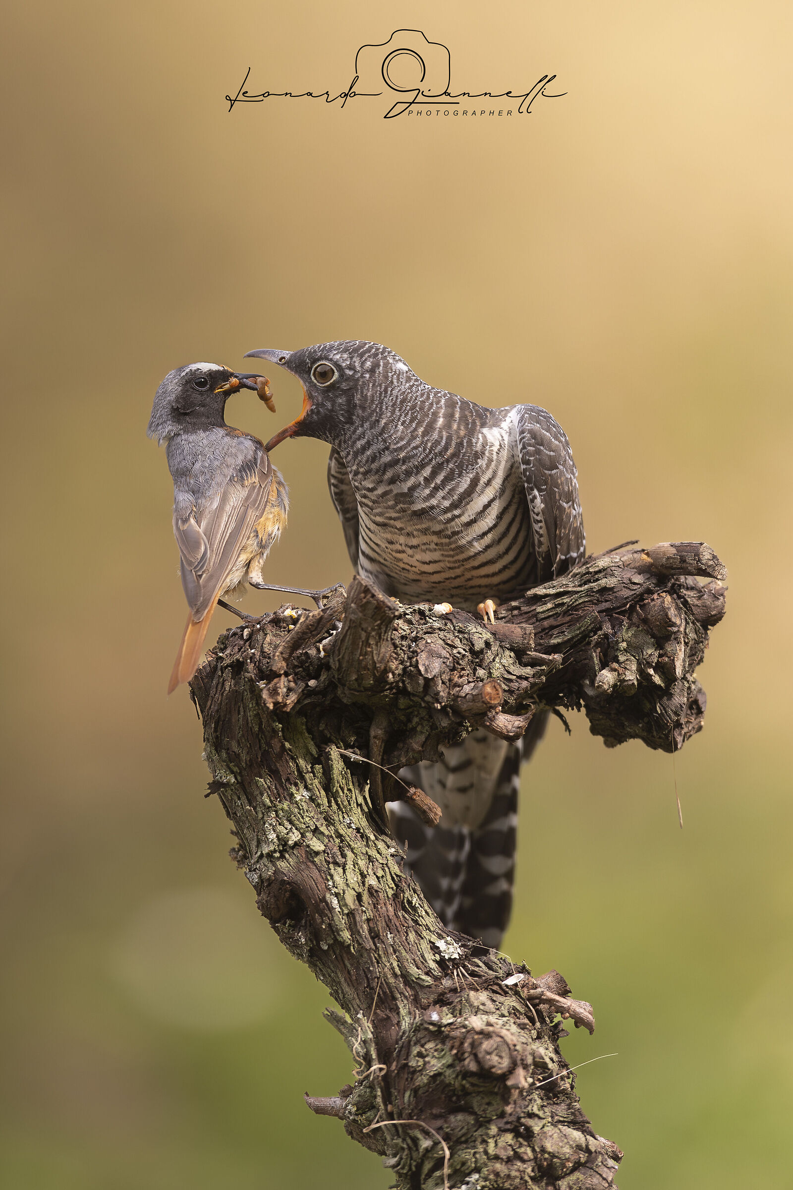Eurasian cuckoo (Cuculus canorus)