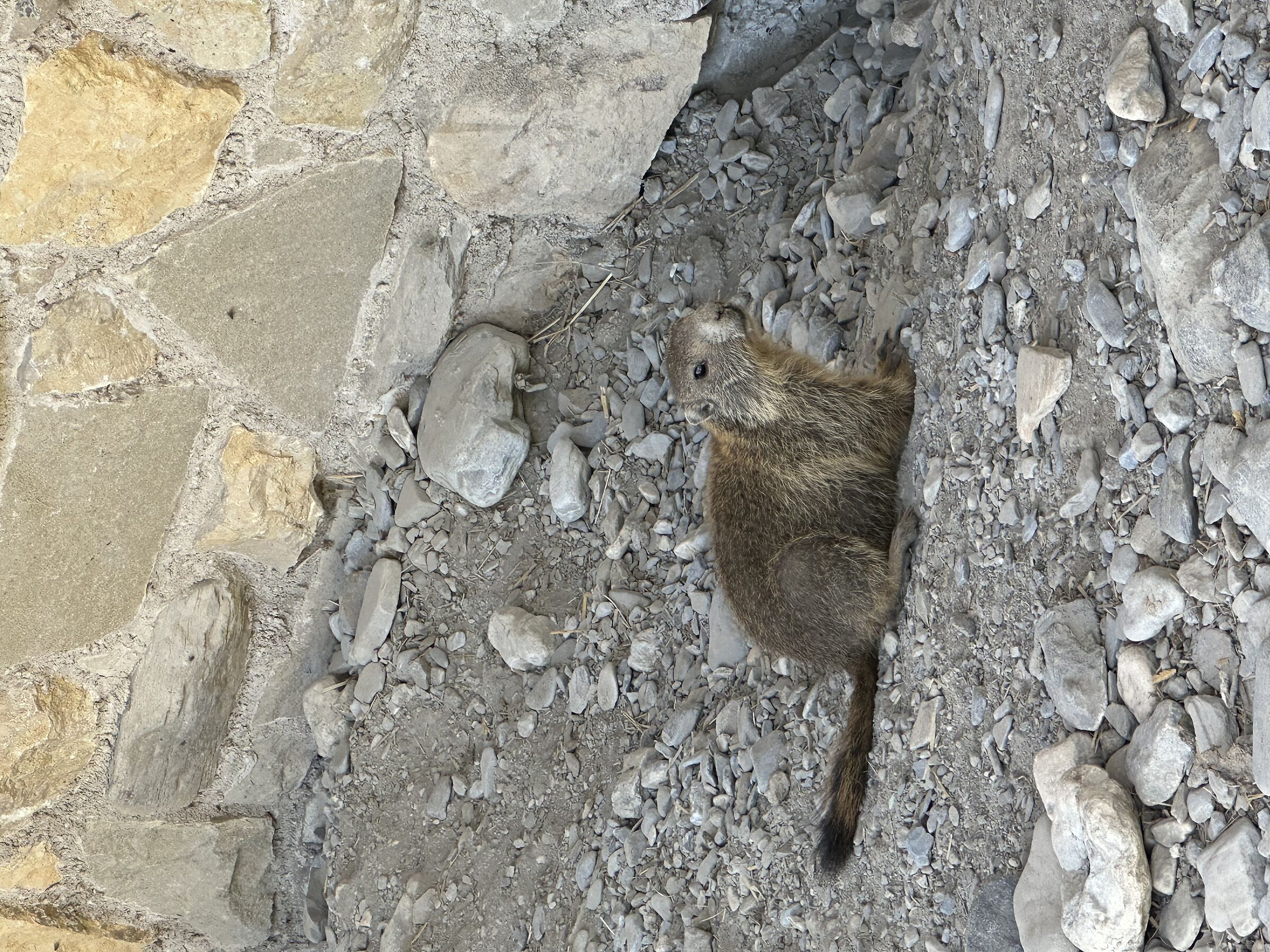 Cucciolo di marmotta