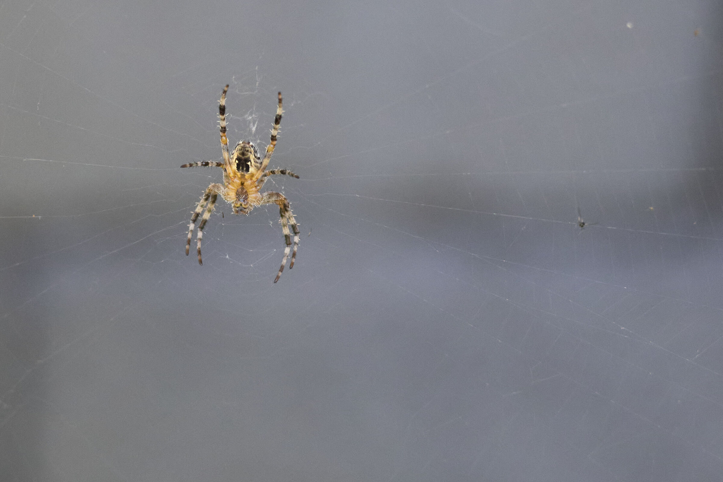 Spider Waiting