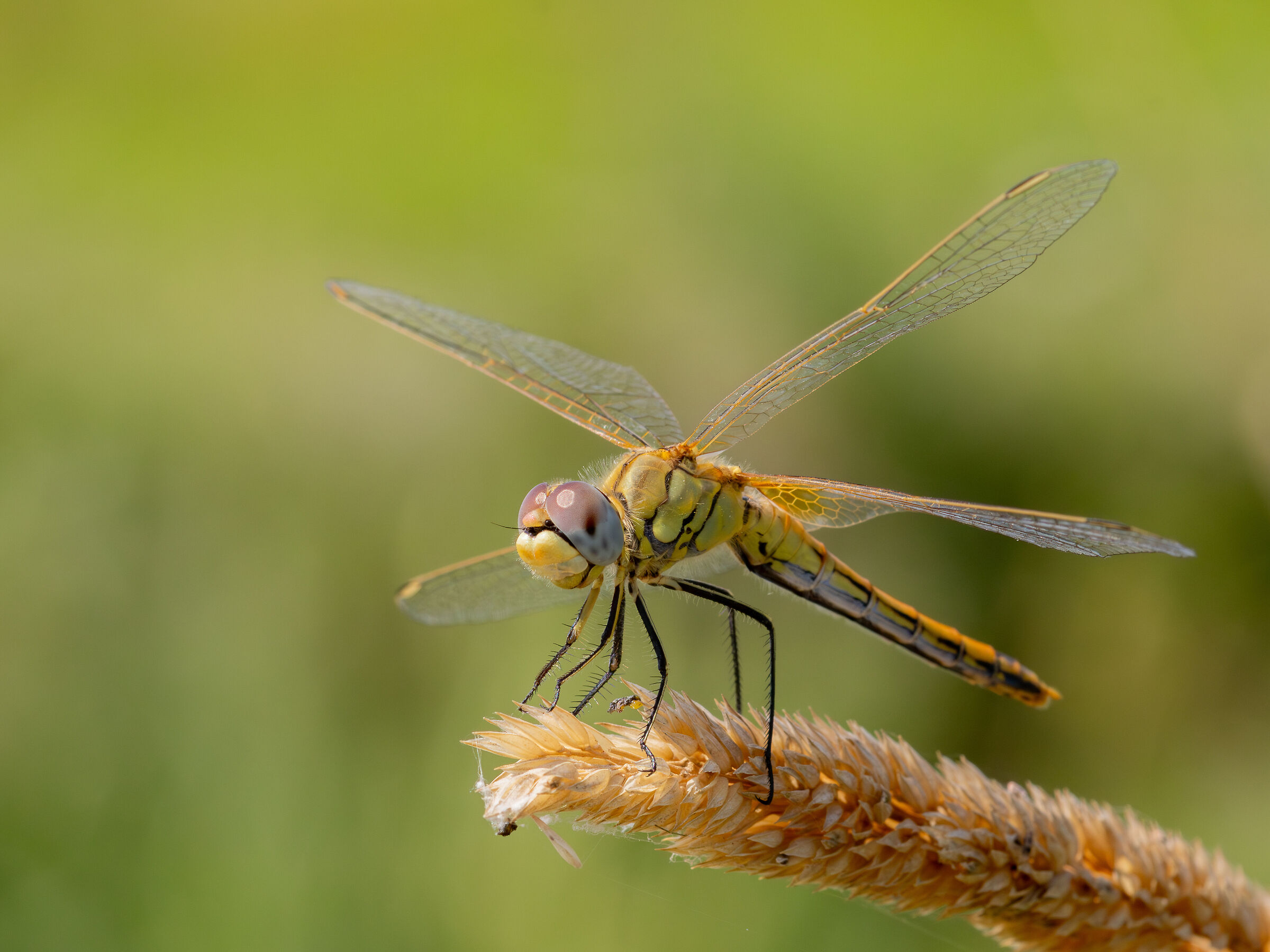 Venerosse cardinal (Sympetrum fonscolombii)